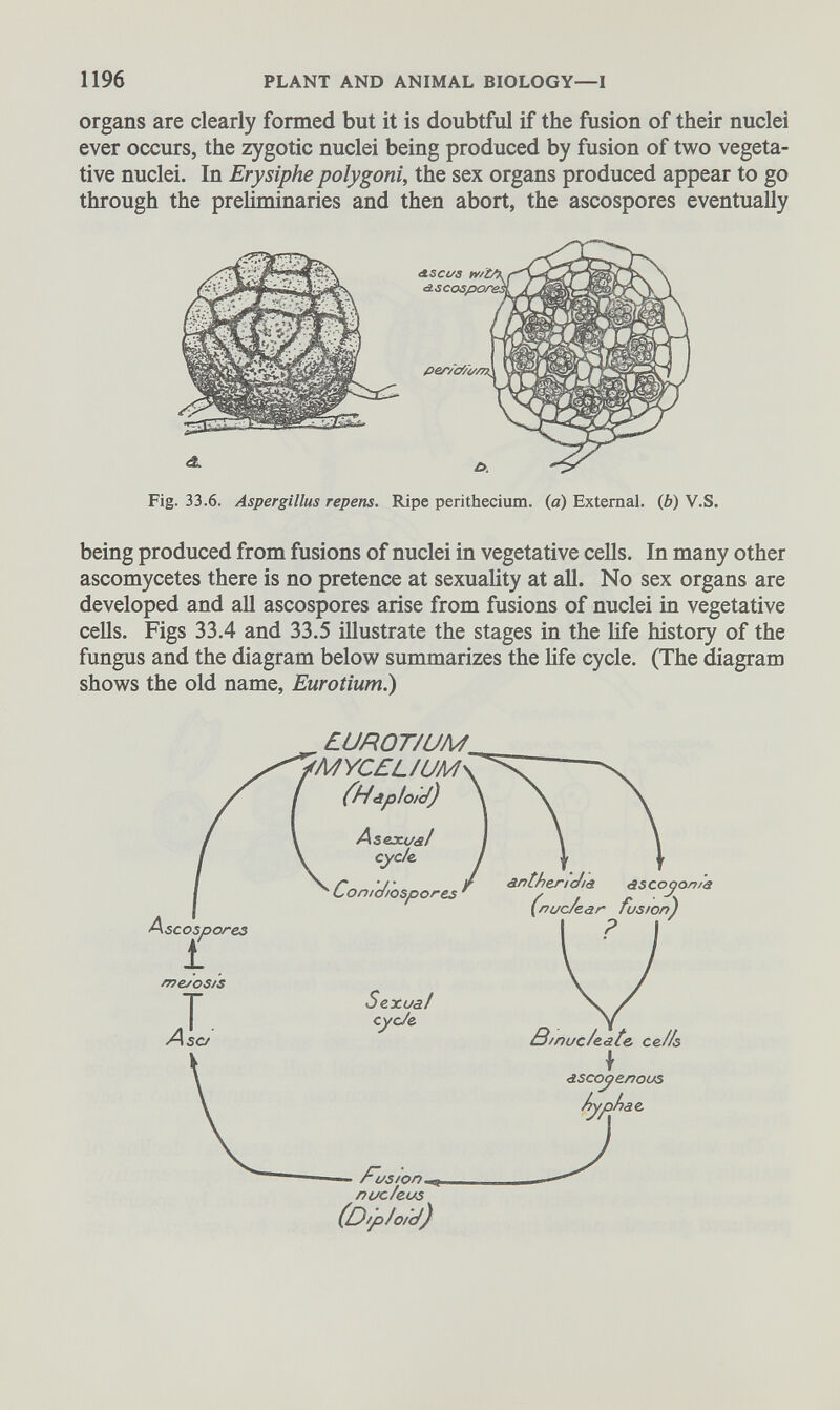 organs are clearly formed but it is doubtful if the fusion of their nuclei ever occurs, the zygotic nuclei being produced by fusion of two vegeta tive nuclei. In Erysiphe polygoni, the sex organs produced appear to go through the preliminaries and then abort, the ascospores eventually ¿L Fig. 33.6. Aspergillus repens. Ripe perithecium. (a) External, (b) V.S. being produced from fusions of nuclei in vegetative cells. In many other ascomycetes there is no pretence at sexuality at all. No sex organs are developed and all ascospores arise from fusions of nuclei in vegetative cells. Figs 33.4 and 33.5 illustrate the stages in the life history of the fungus and the diagram below summarizes the life cycle. (The diagram shows the old name, Eurotium .)