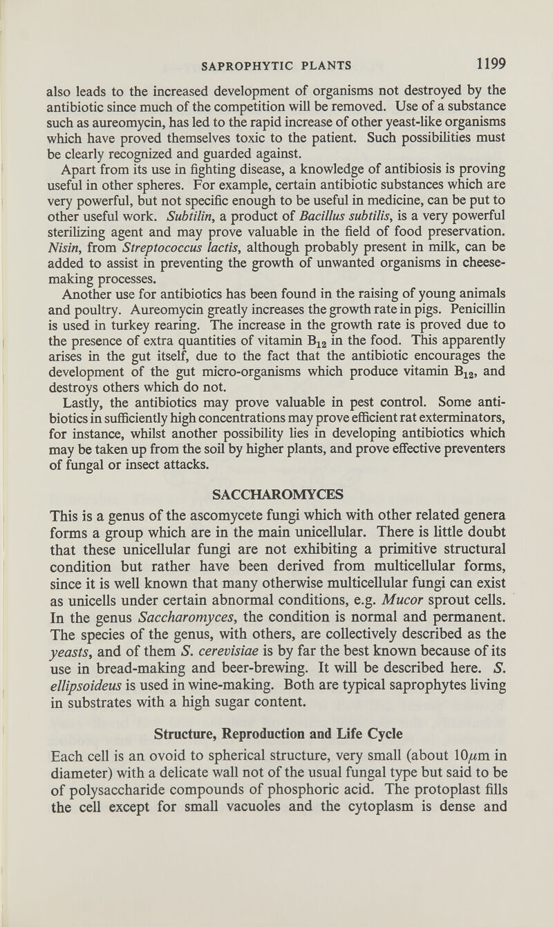 also leads to the increased development of organisms not destroyed by the antibiotic since much of the competition will be removed. Use of a substance such as aureomycin, has led to the rapid increase of other yeast-like organisms which have proved themselves toxic to the patient. Such possibilities must be clearly recognized and guarded against. Apart from its use in fighting disease, a knowledge of antibiosis is proving useful in other spheres. For example, certain antibiotic substances which are very powerful, but not specific enough to be useful in medicine, can be put to other useful work. Subtilin, a product of Bacillus subtilis, is a very powerful sterilizing agent and may prove valuable in the field of food preservation. Nisin, from Streptococcus lactis, although probably present in milk, can be added to assist in preventing the growth of unwanted organisms in cheese making processes. Another use for antibiotics has been found in the raising of young animals and poultry. Aureomycin greatly increases the growth rate in pigs. Penicillin is used in turkey rearing. The increase in the growth rate is proved due to the presence of extra quantities of vitamin B 12 in the food. This apparently arises in the gut itself, due to the fact that the antibiotic encourages the development of the gut micro-organisms which produce vitamin B 12 , and destroys others which do not. Lastly, the antibiotics may prove valuable in pest control. Some anti biotics in sufficiently high concentrations may prove efficient rat exterminators, for instance, whilst another possibility lies in developing antibiotics which may be taken up from the soil by higher plants, and prove effective preventers of fungal or insect attacks. SACCHAROMYCES This is a genus of the ascomycete fungi which with other related genera forms a group which are in the main unicellular. There is little doubt that these unicellular fungi are not exhibiting a primitive structural condition but rather have been derived from multicellular forms, since it is well known that many otherwise multicellular fungi can exist as unicells under certain abnormal conditions, e.g. Mucor sprout cells. In the genus Saccharomyces, the condition is normal and permanent. The species of the genus, with others, are collectively described as the yeasts, and of them S. cerevisiae is by far the best known because of its use in bread-making and beer-brewing. It will be described here. S. ellipsoideus is used in wine-making. Both are typical saprophytes living in substrates with a high sugar content. Structure, Reproduction and Life Cycle Each cell is an ovoid to spherical structure, very small (about 10//m in diameter) with a delicate wall not of the usual fungal type but said to be of polysaccharide compounds of phosphoric acid. The protoplast fills the cell except for small vacuoles and the cytoplasm is dense and
