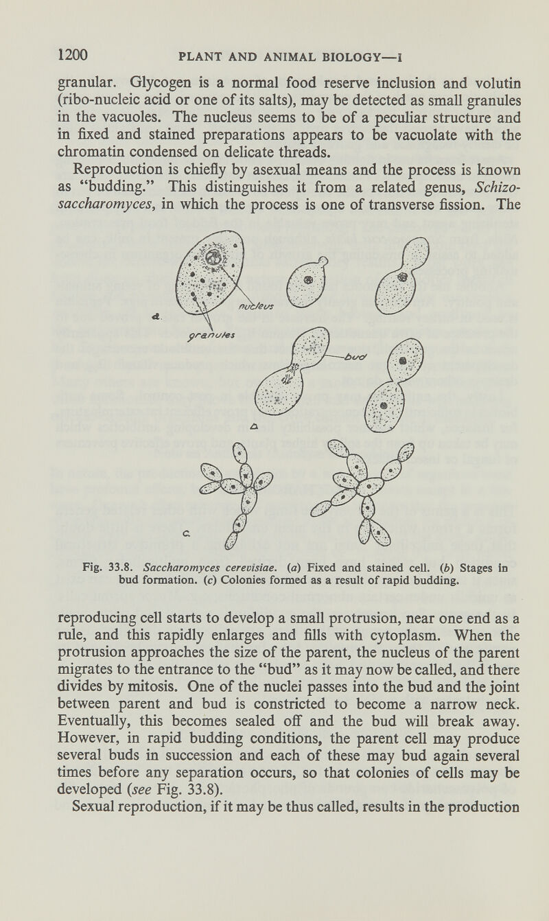 granular. Glycogen is a normal food reserve inclusion and volutin (ribo-nucleic acid or one of its salts), may be detected as small granules in the vacuoles. The nucleus seems to be of a peculiar structure and in fixed and stained preparations appears to be vacuolate with the chromatin condensed on delicate threads. Reproduction is chiefly by asexual means and the process is known as “budding.” This distinguishes it from a related genus, Schizo- saccharomyces, in which the process is one of transverse fission. The Fig. 33.8. Saccharomyces cerevisiae. (a) Fixed and stained cell. ( b ) Stages in bud formation, (c) Colonies formed as a result of rapid budding. reproducing cell starts to develop a small protrusion, near one end as a rule, and this rapidly enlarges and fills with cytoplasm. When the protrusion approaches the size of the parent, the nucleus of the parent migrates to the entrance to the “bud” as it may now be called, and there divides by mitosis. One of the nuclei passes into the bud and the joint between parent and bud is constricted to become a narrow neck. Eventually, this becomes sealed off and the bud will break away. However, in rapid budding conditions, the parent cell may produce several buds in succession and each of these may bud again several times before any separation occurs, so that colonies of cells may be developed (see Fig. 33.8). Sexual reproduction, if it may be thus called, results in the production