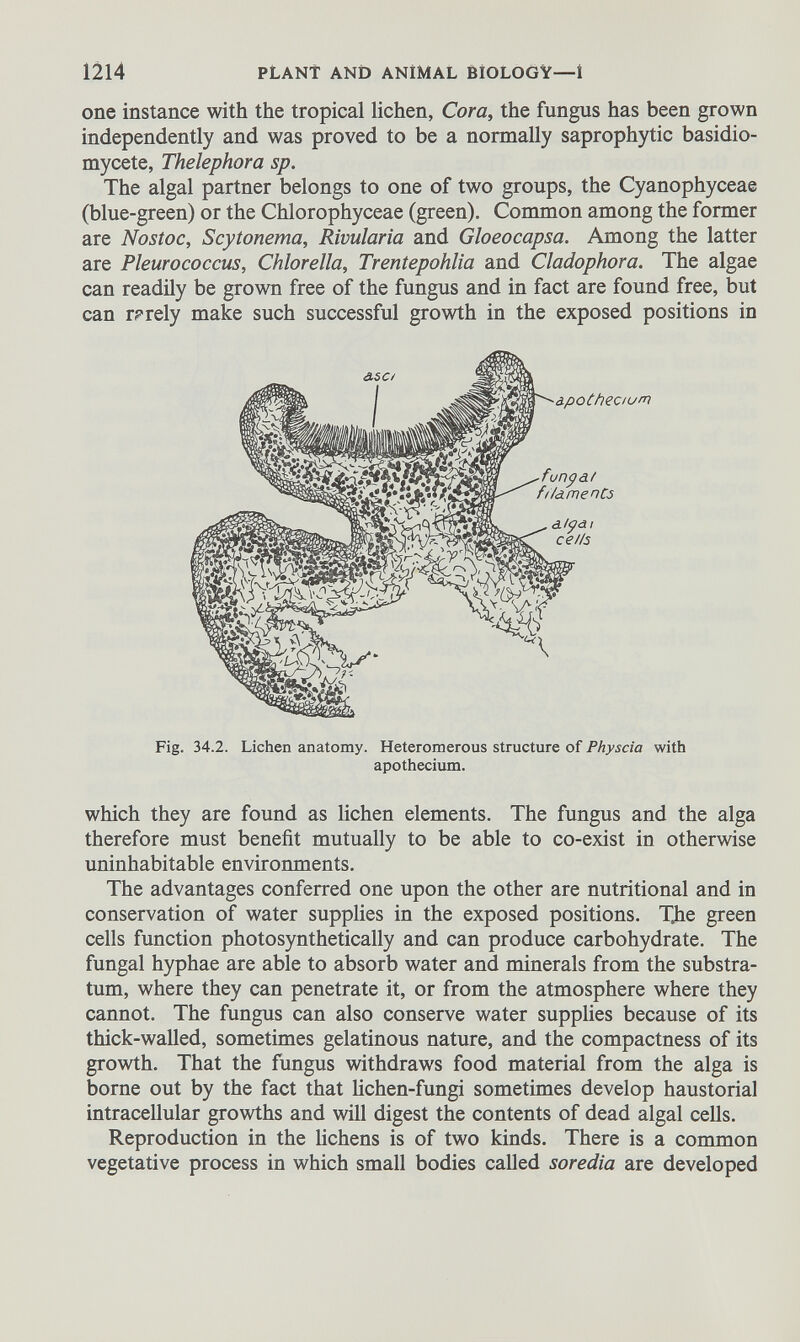 one instance with the tropical lichen, Cora, the fungus has been grown independently and was proved to be a normally saprophytic basidio- mycete, Thelephora sp. The algal partner belongs to one of two groups, the Cyanophyceae (blue-green) or the Chlorophyceae (green). Common among the former are Nostoc, Scytonema, Rivularia and Gloeocapsa. Among the latter are Pleurococcus, Chlorella, Trentepohlia and Cladophora. The algae can readily be grown free of the fungus and in fact are found free, but can rarely make such successful growth in the exposed positions in Fig. 34.2. Lichen anatomy. Heteromerous structure of Physcia with apothecium. which they are found as lichen elements. The fungus and the alga therefore must benefit mutually to be able to co-exist in otherwise uninhabitable environments. The advantages conferred one upon the other are nutritional and in conservation of water supplies in the exposed positions. The green cells function photosynthetically and can produce carbohydrate. The fungal hyphae are able to absorb water and minerals from the substra tum, where they can penetrate it, or from the atmosphere where they cannot. The fungus can also conserve water supplies because of its thick-walled, sometimes gelatinous nature, and the compactness of its growth. That the fungus withdraws food material from the alga is borne out by the fact that lichen-fungi sometimes develop haustorial intracellular growths and will digest the contents of dead algal cells. Reproduction in the lichens is of two kinds. There is a co mm on vegetative process in which small bodies called soredia are developed