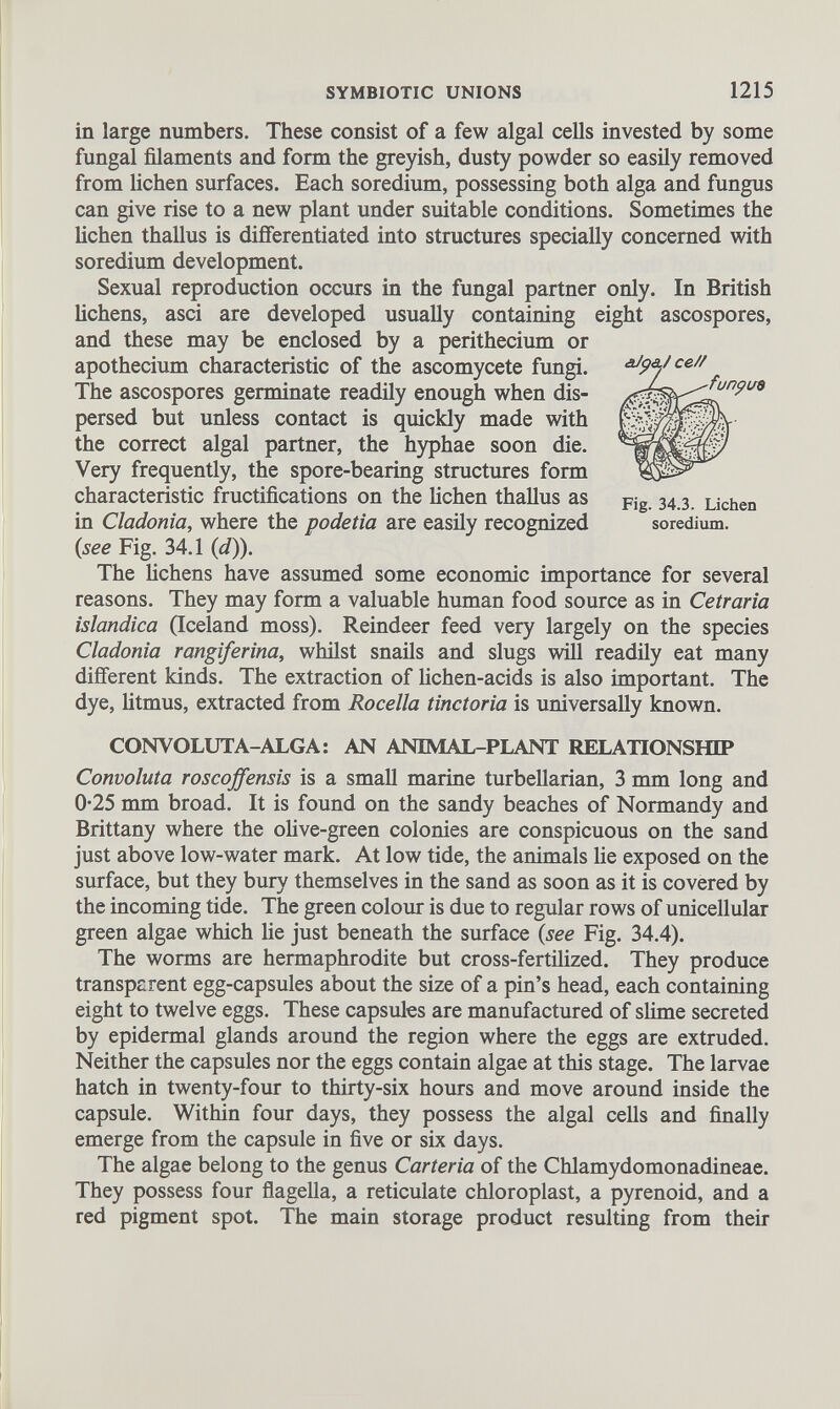 in large numbers. These consist of a few algal cells invested by some fungal filaments and form the greyish, dusty powder so easily removed from lichen surfaces. Each soredium, possessing both alga and fungus can give rise to a new plant under suitable conditions. Sometimes the lichen thallus is differentiated into structures specially concerned with soredium development. Sexual reproduction occurs in the fungal partner only. In British lichens, asci are developed usually containing eight ascospores, and these may be enclosed by a perithecium or apothecium characteristic of the ascomycete fungi. The ascospores germinate readily enough when dis persed but unless contact is quickly made with the correct algal partner, the hyphae soon die. Very frequently, the spore-bearing structures form characteristic fructifications on the lichen thallus as in Cladonia, where the podetia are easily recognized (see Fig. 34.1 (d)). The lichens have assumed some economic importance for several reasons. They may form a valuable human food source as in Cetraria islandica (Iceland moss). Reindeer feed very largely on the species Cladonia rangiferina, whilst snails and slugs will readily eat many different kinds. The extraction of lichen-acids is also important. The dye, litmus, extracted from Rocella tinctoria is universally known. CONVOLUTA-ALGA: AN ANIMAL-PLANT RELATIONSHIP Convoluta roscoffensis is a small marine turbellarian, 3 mm long and 0*25 mm broad. It is found on the sandy beaches of Normandy and Brittany where the olive-green colonies are conspicuous on the sand just above low-water mark. At low tide, the animals lie exposed on the surface, but they bury themselves in the sand as soon as it is covered by the incoming tide. The green colour is due to regular rows of unicellular green algae which he just beneath the surface ( see Fig. 34.4). The worms are hermaphrodite but cross-fertilized. They produce transparent egg-capsules about the size of a pin’s head, each containing eight to twelve eggs. These capsules are manufactured of slime secreted by epidermal glands around the region where the eggs are extruded. Neither the capsules nor the eggs contain algae at this stage. The larvae hatch in twenty-four to thirty-six hours and move around inside the capsule. Within four days, they possess the algal cells and finally emerge from the capsule in five or six days. The algae belong to the genus Carteria of the Chlamydomonadineae. They possess four flagella, a reticulate chloroplast, a pyrenoid, and a red pigment spot. The main storage product resulting from their Fig. 34.3. Lichen soredium.