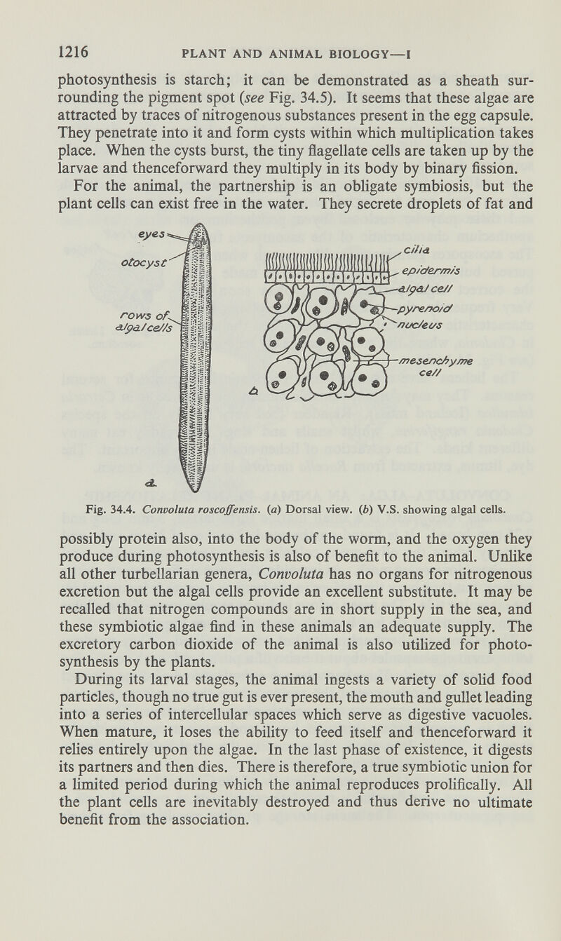 photosynthesis is starch; it can be demonstrated as a sheath sur rounding the pigment spot (see Fig. 34.5). It seems that these algae are attracted by traces of nitrogenous substances present in the egg capsule. They penetrate into it and form cysts within which multiplication takes place. When the cysts burst, the tiny flagellate cells are taken up by the larvae and thenceforward they multiply in its body by binary fission. For the animal, the partnership is an obligate symbiosis, but the plant cells can exist free in the water. They secrete droplets of fat and Fig. 34.4. Convoluta roscoffensis. (a) Dorsal view, (b) V.S. showing algal cells. possibly protein also, into the body of the worm, and the oxygen they produce during photosynthesis is also of benefit to the animal. Unlike all other turbellarian genera, Convoluta has no organs for nitrogenous excretion but the algal cells provide an excellent substitute. It may be recalled that nitrogen compounds are in short supply in the sea, and these symbiotic algae find in these animals an adequate supply. The excretory carbon dioxide of the animal is also utilized for photo synthesis by the plants. During its larval stages, the animal ingests a variety of solid food particles, though no true gut is ever present, the mouth and gullet leading into a series of intercellular spaces which serve as digestive vacuoles. When mature, it loses the ability to feed itself and thenceforward it relies entirely upon the algae. In the last phase of existence, it digests its partners and then dies. There is therefore, a true symbiotic union for a limited period during which the animal reproduces prolifically. All the plant cells are inevitably destroyed and thus derive no ultimate benefit from the association.