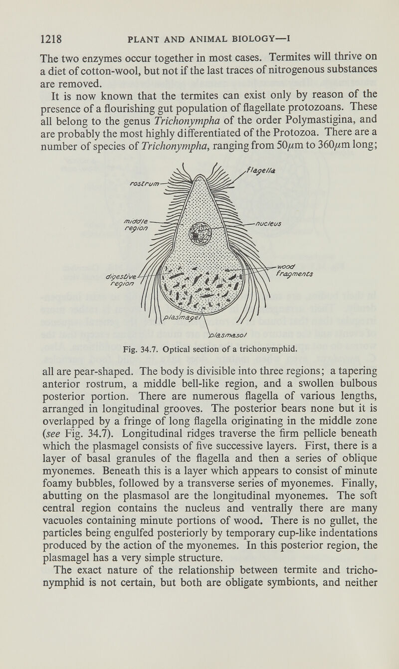 The two enzymes occur together in most cases. Termites will thrive on a diet of cotton-wool, but not if the last traces of nitrogenous substances are removed. It is now known that the termites can exist only by reason of the presence of a flourishing gut population of flagellate protozoans. These all belong to the genus Trichonympha of the order Polymastigina, and are probably the most highly differentiated of the Protozoa. There are a number of species of Trichonympha, ranging from 50//m to 360//m long; all are pear-shaped. The body is divisible into three regions; a tapering anterior rostrum, a middle bell-like region, and a swollen bulbous posterior portion. There are numerous flagella of various lengths, arranged in longitudinal grooves. The posterior bears none but it is overlapped by a fringe of long flagella originating in the middle zone (see Fig. 34.7). Longitudinal ridges traverse the firm pellicle beneath which the plasmagel consists of five successive layers. First, there is a layer of basal granules of the flagella and then a series of oblique myonemes. Beneath this is a layer which appears to consist of minute foamy bubbles, followed by a transverse series of myonemes. Finally, abutting on the plasmasol are the longitudinal myonemes. The soft central region contains the nucleus and ventrally there are many vacuoles containing minute portions of wood. There is no gullet, the particles being engulfed posteriorly by temporary cup-like indentations produced by the action of the myonemes. In this posterior region, the plasmagel has a very simple structure. The exact nature of the relationship between termite and tricho- nymphid is not certain, but both are obligate symbionts, and neither Fig. 34.7. Optical section of a trichonymphid.