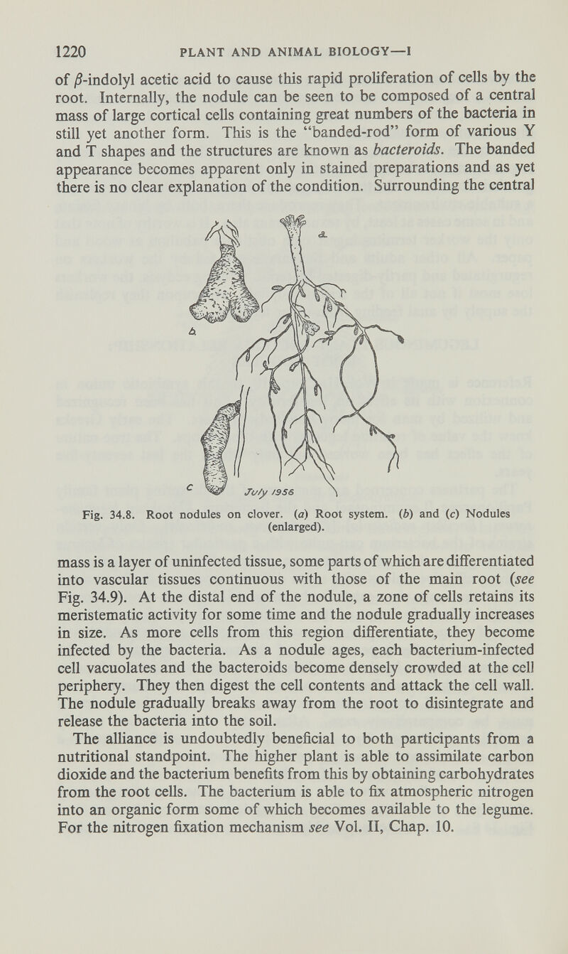 of /Tindolyl acetic acid to cause this rapid proliferation of cells by the root. Internally, the nodule can be seen to be composed of a central mass of large cortical cells containing great numbers of the bacteria in still yet another form. This is the “banded-rod” form of various Y and T shapes and the structures are known as bacteroids. The banded appearance becomes apparent only in stained preparations and as yet there is no clear explanation of the condition. Surrounding the central Fig. 34.8. Root nodules on clover, (a) Root system. ( b ) and (c) Nodules (enlarged). mass is a layer of uninfected tissue, some parts of which are differentiated into vascular tissues continuous with those of the main root (see Fig. 34.9). At the distal end of the nodule, a zone of cells retains its meristematic activity for some time and the nodule gradually increases in size. As more cells from this region differentiate, they become infected by the bacteria. As a nodule ages, each bacterium-infected cell vacuolates and the bacteroids become densely crowded at the cell periphery. They then digest the cell contents and attack the cell wall. The nodule gradually breaks away from the root to disintegrate and release the bacteria into the soil. The alliance is undoubtedly beneficial to both participants from a nutritional standpoint. The higher plant is able to assimilate carbon dioxide and the bacterium benefits from this by obtaining carbohydrates from the root cells. The bacterium is able to fix atmospheric nitrogen into an organic form some of which becomes available to the legume. For the nitrogen fixation mechanism see Vol. II, Chap. 10.