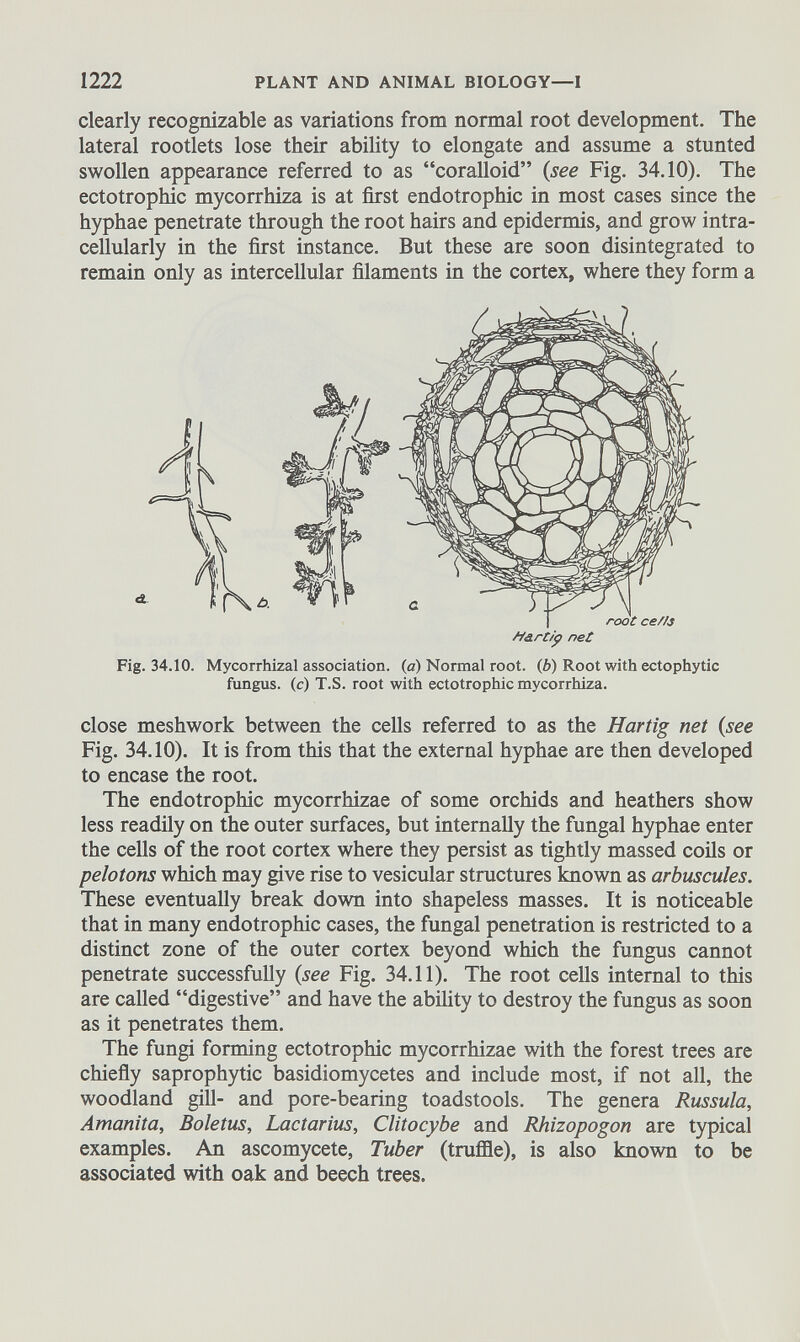 clearly recognizable as variations from normal root development. The lateral rootlets lose their ability to elongate and assume a stunted swollen appearance referred to as “coralloid” (see Fig. 34.10). The ectotrophic mycorrhiza is at first endotrophic in most cases since the hyphae penetrate through the root hairs and epidermis, and grow intra- cellularly in the first instance. But these are soon disintegrated to remain only as intercellular filaments in the cortex, where they form a root certs /i&rtip net Fig. 34.10. Mycorrhizal association, (a) Normal root, (b) Root with ectophytic fungus, (c) T.S. root with ectotrophic mycorrhiza. close meshwork between the cells referred to as the Hartig net (see Fig. 34.10). It is from this that the external hyphae are then developed to encase the root. The endotrophic mycorrhizae of some orchids and heathers show less readily on the outer surfaces, but internally the fungal hyphae enter the cells of the root cortex where they persist as tightly massed coils or pelotons which may give rise to vesicular structures known as arbuscules. These eventually break down into shapeless masses. It is noticeable that in many endotrophic cases, the fungal penetration is restricted to a distinct zone of the outer cortex beyond which the fungus cannot penetrate successfully (see Fig. 34.11). The root cells internal to this are called “digestive” and have the ability to destroy the fungus as soon as it penetrates them. The fungi forming ectotrophic mycorrhizae with the forest trees are chiefly saprophytic basidiomycetes and include most, if not all, the woodland gill- and pore-bearing toadstools. The genera Russula, Amanita, Boletus, Lactarius, Clitocybe and Rhizopogon are typical examples. An ascomycete, Tuber (truffle), is also known to be associated with oak and beech trees.