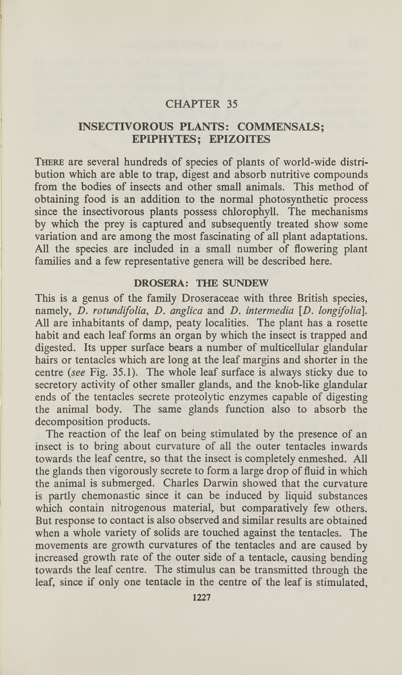 CHAPTER 35 INSECTIVOROUS PLANTS: COMMENSALS; EPIPHYTES; EPIZOITES There are several hundreds of species of plants of world-wide distri bution which are able to trap, digest and absorb nutritive compounds from the bodies of insects and other small animals. This method of obtaining food is an addition to the normal photosynthetic process since the insectivorous plants possess chlorophyll. The mechanisms by which the prey is captured and subsequently treated show some variation and are among the most fascinating of all plant adaptations. All the species are included in a small number of flowering plant families and a few representative genera will be described here. DROSERA: THE SUNDEW This is a genus of the family Droseraceae with three British species, namely, D. rotundifolia, D. anglica and D. intermedia [ D. longifolia ]. All are inhabitants of damp, peaty localities. The plant has a rosette habit and each leaf forms an organ by which the insect is trapped and digested. Its upper surface bears a number of multicellular glandular hairs or tentacles which are long at the leaf margins and shorter in the centre (see Fig. 35.1). The whole leaf surface is always sticky due to secretory activity of other smaller glands, and the knob-like glandular ends of the tentacles secrete proteolytic enzymes capable of digesting the animal body. The same glands function also to absorb the decomposition products. The reaction of the leaf on being stimulated by the presence of an insect is to bring about curvature of all the outer tentacles inwards towards the leaf centre, so that the insect is completely enmeshed. All the glands then vigorously secrete to form a large drop of fluid in which the animal is submerged. Charles Darwin showed that the curvature is partly chemonastic since it can be induced by liquid substances which contain nitrogenous material, but comparatively few others. But response to contact is also observed and similar results are obtained when a whole variety of solids are touched against the tentacles. The movements are growth curvatures of the tentacles and are caused by increased growth rate of the outer side of a tentacle, causing bending towards the leaf centre. The stimulus can be transmitted through the leaf, since if only one tentacle in the centre of the leaf is stimulated,