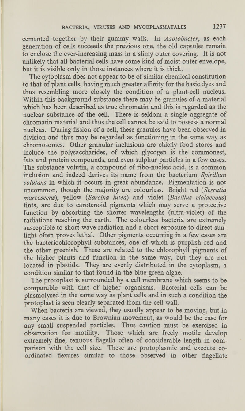 cemented together by their gummy walls. In Azotobacter, as each generation of cells succeeds the previous one, the old capsules remain to enclose the ever-increasing mass in a slimy outer covering. It is not unlikely that all bacterial cells have some kind of moist outer envelope, but it is visible only in those instances where it is thick. The cytoplasm does not appear to be of similar chemical constitution to that of plant cells, having much greater affinity for the basic dyes and thus resembling more closely the condition of a plant-cell nucleus. Within this background substance there may be granules of a material which has been described as true chromatin and this is regarded as the nuclear substance of the cell. There is seldom a single aggregate of chromatin material and thus the cell cannot be said to possess a normal nucleus. During fission of a cell, these granules have been observed in division and thus may be regarded as functioning in the same way as chromosomes. Other granular inclusions are chiefly food stores and include the polysaccharides, of which glycogen is the commonest, fats and protein compounds, and even sulphur particles in a few cases. The substance volutin, a compound of ribo-nucleic acid, is a common inclusion and indeed derives its name from the bacterium Spirillum volutans in which it occurs in great abundance. Pigmentation is not uncommon, though the majority are colourless. Bright red ( Serratia marcescens ), yellow ( Sarcina luted) and violet ( Bacillus violaceous) tints, are due to carotenoid pigments which may serve a protective function by absorbing the shorter wavelengths (ultra-violet) of the radiations reaching the earth. The colourless bacteria are extremely susceptible to short-wave radiation and a short exposure to direct sun light often proves lethal. Other pigments occurring in a few cases are the bacteriochlorophyll substances, one of which is purplish red and the other greenish. These are related to the chlorophyll pigments of the higher plants and function in the same way, but they are not located in plastids. They are evenly distributed in the cytoplasm, a condition similar to that found in the blue-green algae. The protoplast is surrounded by a cell membrane which seems to be comparable with that of higher organisms. Bacterial cells can be plasmolysed in the same way as plant cells and in such a condition the protoplast is seen clearly separated from the cell wall. When bacteria are viewed, they usually appear to be moving, but in many cases it is due to Brownian movement, as would be the case for any small suspended particles. Thus caution must be exercised in observation for motility. Those which are freely motile develop extremely fine, tenuous flagella often of considerable length in com parison with the cell size. These are protoplasmic and execute co ordinated flexures similar to those observed in other flagellate