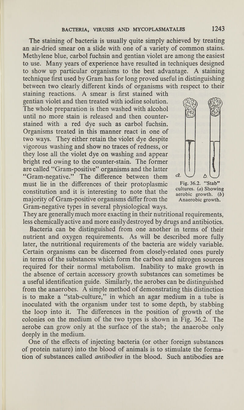 The staining of bacteria is usually quite simply achieved by treating an air-dried smear on a slide with one of a variety of common stains. Methylene blue, carbol fuchsin and gentian violet are among the easiest to use. Many years of experience have resulted in techniques designed to show up particular organisms to the best advantage. A staining technique first used by Gram has for long proved useful in distinguishing between two clearly different kinds of organisms with respect to their staining reactions. A smear is first stained with gentian violet and then treated with iodine solution. The whole preparation is then washed with alcohol until no more stain is released and then counter- stained with a red dye such as carbol fuchsin. Organisms treated in this manner react in one of two ways. They either retain the violet dye despite vigorous washing and show no traces of redness, or they lose all the violet dye on washing and appear bright red owing to the counter-stain. The former are called “Gram-positive” organisms and the latter “Gram-negative.” The difference between them must lie in the differences of their protoplasmic constitution and it is interesting to note that the majority of Gram-positive organisms differ from the Gram-negative types in several physiological ways. They are generally much more exacting in their nutritional requirements, less chemically active and more easily destroyed by drugs and antibiotics. Bacteria can be distinguished from one another in terms of their nutrient and oxygen requirements. As will be described more fully later, the nutritional requirements of the bacteria are widely variable. Certain organisms can be discerned from closely-related ones purely in terms of the substances which form the carbon and nitrogen sources required for their normal metabolism. Inability to make growth in the absence of certain accessory growth substances can sometimes be a useful identification guide. Similarly, the aerobes can be distinguished from the anaerobes. A simple method of demonstrating this distinction is to make a “stab-culture,” in which an agar medium in a tube is inoculated with the organism under test to some depth, by stabbing the loop into it. The differences in the position of growth of the colonies on the medium of the two types is shown in Fig. 36.2. The aerobe can grow only at the surface of the stab; the anaerobe only deeply in the medium. One of the effects of injecting bacteria (or other foreign substances of protein nature) into the blood of animals is to stimulate the forma tion of substances called antibodies in the blood. Such antibodies are c2. V—/ t >. Fig. 36.2. “Stab” cultures. ( a) Showing aerobic growth, (b) Anaerobic growth.