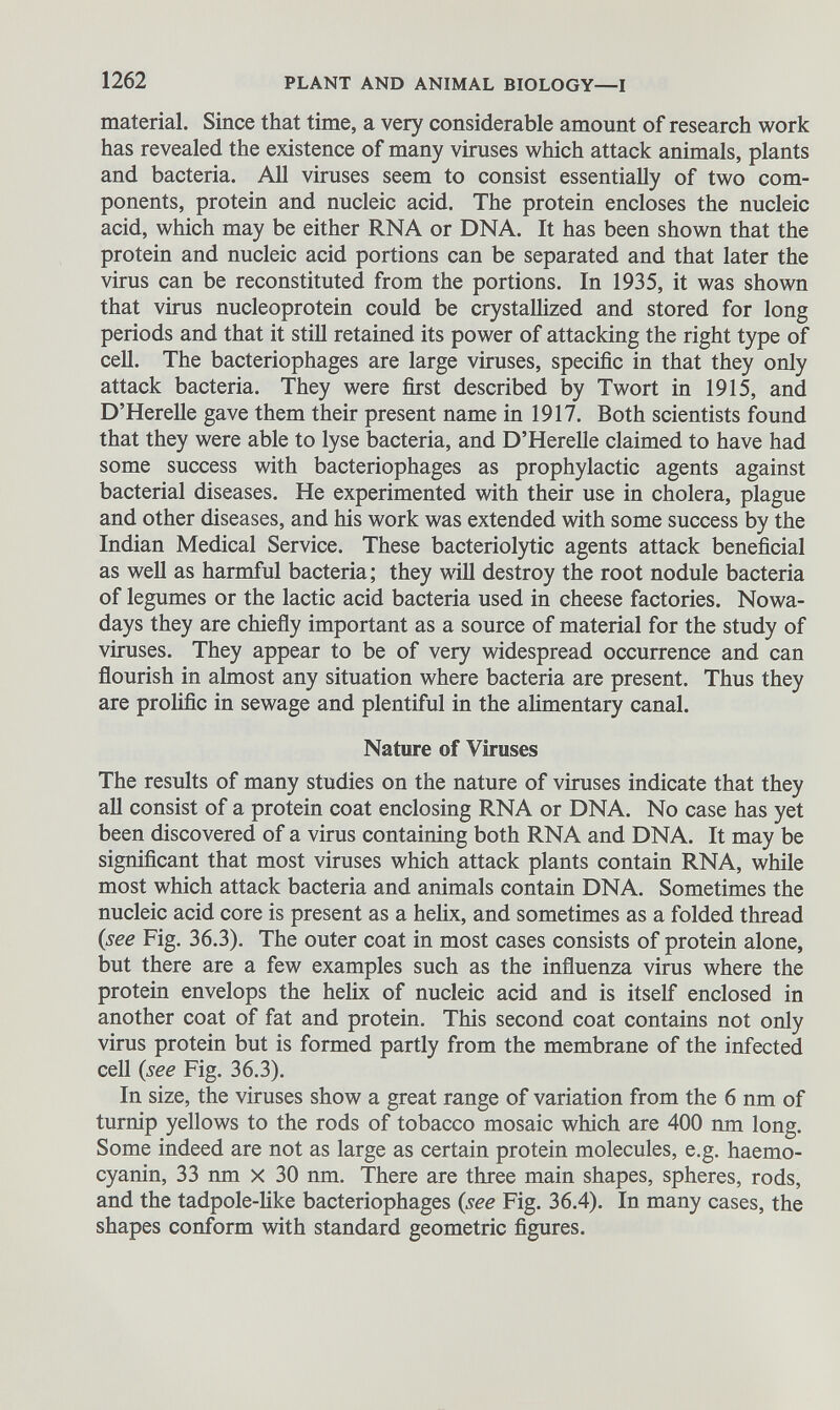 material. Since that time, a very considerable amount of research work has revealed the existence of many viruses which attack animals, plants and bacteria. All viruses seem to consist essentially of two com ponents, protein and nucleic acid. The protein encloses the nucleic acid, which may be either RNA or DNA. It has been shown that the protein and nucleic acid portions can be separated and that later the virus can be reconstituted from the portions. In 1935, it was shown that virus nucleoprotein could be crystallized and stored for long periods and that it still retained its power of attacking the right type of cell. The bacteriophages are large viruses, specific in that they only attack bacteria. They were first described by Twort in 1915, and D’Herelle gave them their present name in 1917. Both scientists found that they were able to lyse bacteria, and D’Herelle claimed to have had some success with bacteriophages as prophylactic agents against bacterial diseases. He experimented with their use in cholera, plague and other diseases, and his work was extended with some success by the Indian Medical Service. These bacteriolytic agents attack beneficial as well as harmful bacteria; they will destroy the root nodule bacteria of legumes or the lactic acid bacteria used in cheese factories. Nowa days they are chiefly important as a source of material for the study of viruses. They appear to be of very widespread occurrence and can flourish in almost any situation where bacteria are present. Thus they are prolific in sewage and plentiful in the alimentary canal. Nature of Viruses The results of many studies on the nature of viruses indicate that they all consist of a protein coat enclosing RNA or DNA. No case has yet been discovered of a virus containing both RNA and DNA. It may be significant that most viruses which attack plants contain RNA, while most which attack bacteria and animals contain DNA. Sometimes the nucleic acid core is present as a helix, and sometimes as a folded thread (see Fig. 36.3). The outer coat in most cases consists of protein alone, but there are a few examples such as the influenza virus where the protein envelops the helix of nucleic acid and is itself enclosed in another coat of fat and protein. This second coat contains not only virus protein but is formed partly from the membrane of the infected cell (see Fig. 36.3). In size, the viruses show a great range of variation from the 6 nm of turnip yellows to the rods of tobacco mosaic which are 400 nm long. Some indeed are not as large as certain protein molecules, e.g. haemo- cyanin, 33 nm x 30 nm. There are three main shapes, spheres, rods, and the tadpole-like bacteriophages (see Fig. 36.4). In many cases, the shapes conform with standard geometric figures.