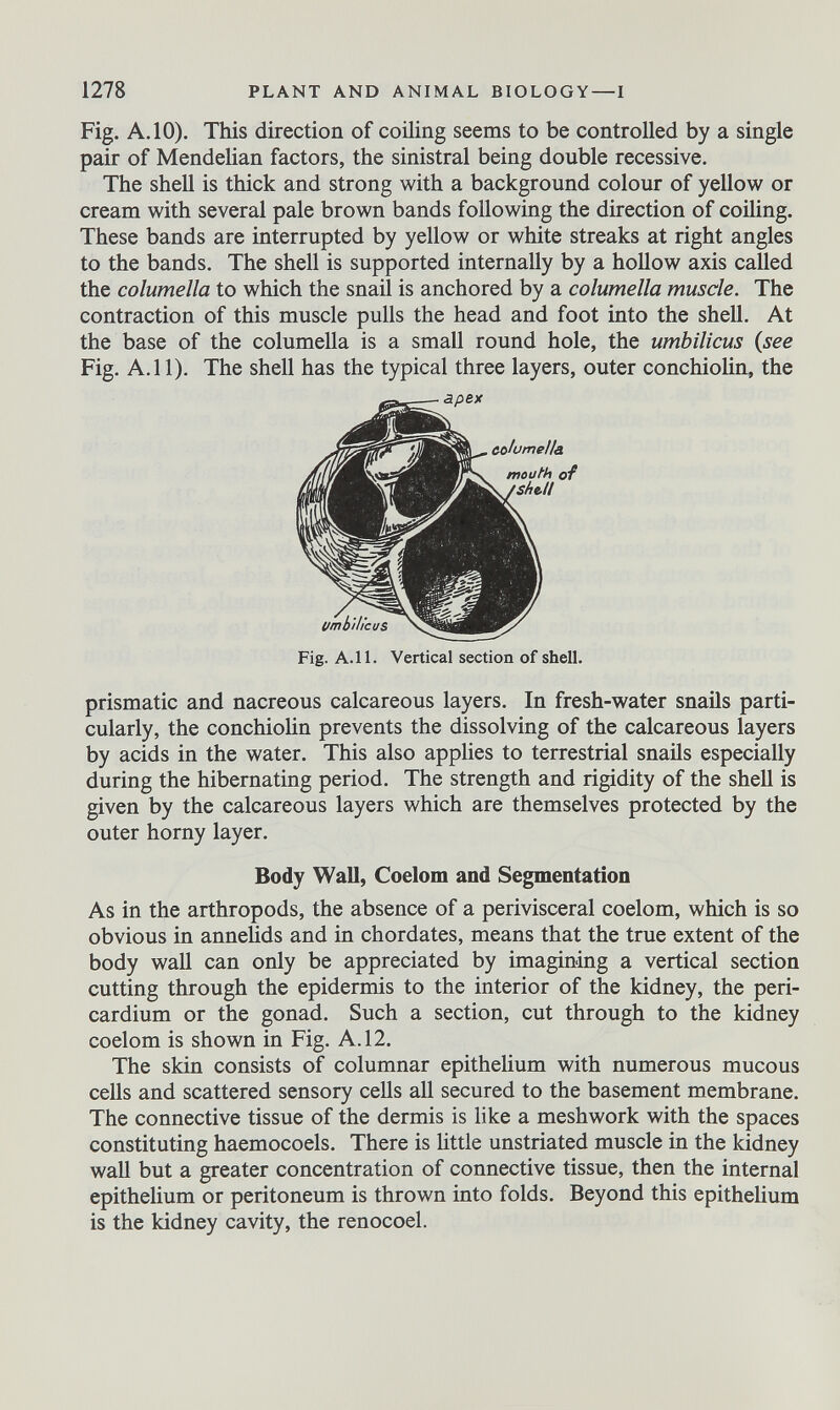 Fig. A. 10). This direction of coiling seems to be controlled by a single pair of Mendelian factors, the sinistrai being double recessive. The shell is thick and strong with a background colour of yellow or cream with several pale brown bands following the direction of coiling. These bands are interrupted by yellow or white streaks at right angles to the bands. The shell is supported internally by a hollow axis called the columella to which the snail is anchored by a columella muscle. The contraction of this muscle pulls the head and foot into the shell. At the base of the columella is a small round hole, the umbilicus {see Fig. A.l 1). The shell has the typical three layers, outer conchiolin, the Fig. A.ll. Vertical section of shell. prismatic and nacreous calcareous layers. In fresh-water snails parti cularly, the conchiolin prevents the dissolving of the calcareous layers by acids in the water. This also applies to terrestrial snails especially during the hibernating period. The strength and rigidity of the shell is given by the calcareous layers which are themselves protected by the outer horny layer. Body Wall, Coelom and Segmentation As in the arthropods, the absence of a perivisceral coelom, which is so obvious in annelids and in chordates, means that the true extent of the body wall can only be appreciated by imagining a vertical section cutting through the epidermis to the interior of the kidney, the peri cardium or the gonad. Such a section, cut through to the kidney coelom is shown in Fig. A. 12. The skin consists of columnar epithelium with numerous mucous cells and scattered sensory cells all secured to the basement membrane. The connective tissue of the dermis is like a meshwork with the spaces constituting haemocoels. There is little unstriated muscle in the kidney wall but a greater concentration of connective tissue, then the internal epithelium or peritoneum is thrown into folds. Beyond this epithelium is the kidney cavity, the renocoel.