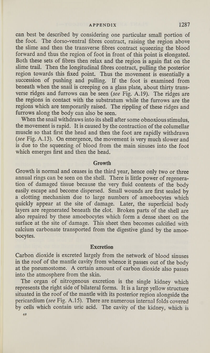 can best be described by considering one particular small portion of the foot. The dorso-ventral fibres contract, raising the region above the slime and then the transverse fibres contract squeezing the blood forward and thus the region of foot in front of this point is elongated. Both these sets of fibres then relax and the region is again flat on the slime trail. Then the longitudinal fibres contract, pulling the posterior region towards this fixed point. Thus the movement is essentially a succession of pushing and pulling. If the foot is examined from beneath when the snaü is creeping on a glass plate, about thirty trans verse ridges and furrows can be seen (see Fig. A. 19). The ridges are the regions in contact with the substratum while the furrows are the regions which are temporarily raised. The rippling of these ridges and furrows along the body can also be seen. When the snail withdraws into its shell after some obnoxious stimulus, the movement is rapid. It is caused by the contraction of the columellar muscle so that first the head and then the foot are rapidly withdrawn (see Fig. A. 13). On emergence, the movement is very much slower and is due to the squeezing of blood from the main sinuses into the foot which emerges first and then the head. Growth Growth is normal and ceases in the third year, hence only two or three annual rings can be seen on the shell. There is little power of regenera tion of damaged tissue because the very fluid contents of the body easily escape and become dispersed. Small wounds are first sealed by a clotting mechanism due to large numbers of amoebocytes which quickly appear at the site of damage. Later, the superficial body layers are regenerated beneath the clot. Broken parts of the shell are also repaired by these amoebocytes which form a dense sheet on the surface at the site of damage. This sheet then becomes calcified with calcium carbonate transported from the digestive gland by the amoe bocytes. Excretion Carbon dioxide is excreted largely from the network of blood sinuses in the roof of the mantle cavity from whence it passes out of the body at the pneumostome. A certain amount of carbon dioxide also passes into the atmosphere from the skin. The organ of nitrogenous excretion is the single kidney which represents the right side of bilateral forms. It is a large yellow structure situated in the roof of the mantle with its posterior region alongside the pericardium (see Fig. A. 15). There are numerous internal folds covered by cells which contain uric acid. The cavity of the kidney, which is