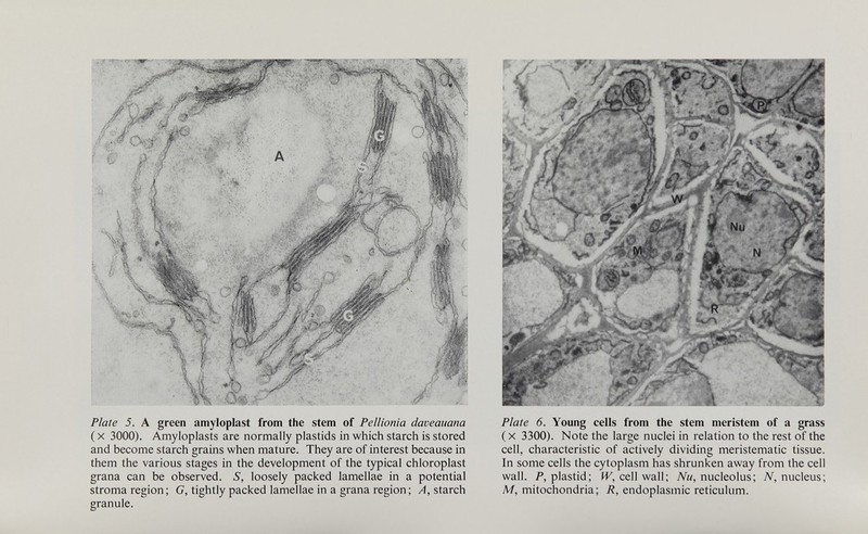 Plate 5. A green amyloplast from the stem of Pellionia daveauana (x 3000). Amyloplasts are normally plastids in which starch is stored and become starch grains when mature. They are of interest because in them the various stages in the development of the typical chloroplast grana can be observed. S, loosely packed lamellae in a potential stroma region; G, tightly packed lamellae in a grana region; A, starch granule. Plate 6. Young cells from the stem meristem of a grass (x 3300). Note the large nuclei in relation to the rest of the cell, characteristic of actively dividing meristematic tissue. In some cells the cytoplasm has shrunken away from the cell wall. P, plastid; W, cell wall; Nu, nucleolus; N, nucleus; M, mitochondria; R, endoplasmic reticulum.