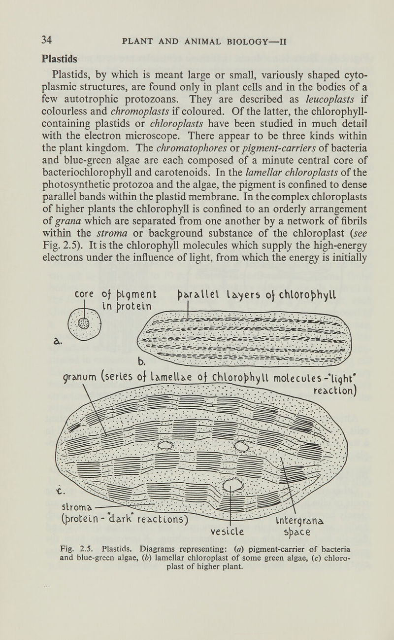 Plastids Plastids, by which is meant large or small, variously shaped cyto plasmic structures, are found only in plant cells and in the bodies of a few autotrophic protozoans. They are described as leucoplasts if colourless and chromoplasts if coloured. Of the latter, the chlorophyll- containing plastids or chloroplasts have been studied in much detail with the electron microscope. There appear to be three kinds within the plant kingdom. The chromatophores or pigment-carriers of bacteria and blue-green algae are each composed of a minute central core of bacteriochlorophyll and carotenoids. In the lamellar chloroplasts of the photosynthetic protozoa and the algae, the pigment is confined to dense parallel bands within the plastid membrane. In the complex chloroplasts of higher plants the chlorophyll is confined to an orderly arrangement of grana which are separated from one another by a network of fibrils within the stroma or background substance of the chloroplast (see Fig. 2.5). It is the chlorophyll molecules which supply the high-energy electrons under the influence of light, from which the energy is initially core of figment parallel lasers of chlorophyll in hrnlp1n vesicle space Fig. 2.5. Plastids. Diagrams representing: (a) pigment-carrier of bacteria and blue-green algae, (6) lamellar chloroplast of some green algae, (c) chloro plast of higher plant.