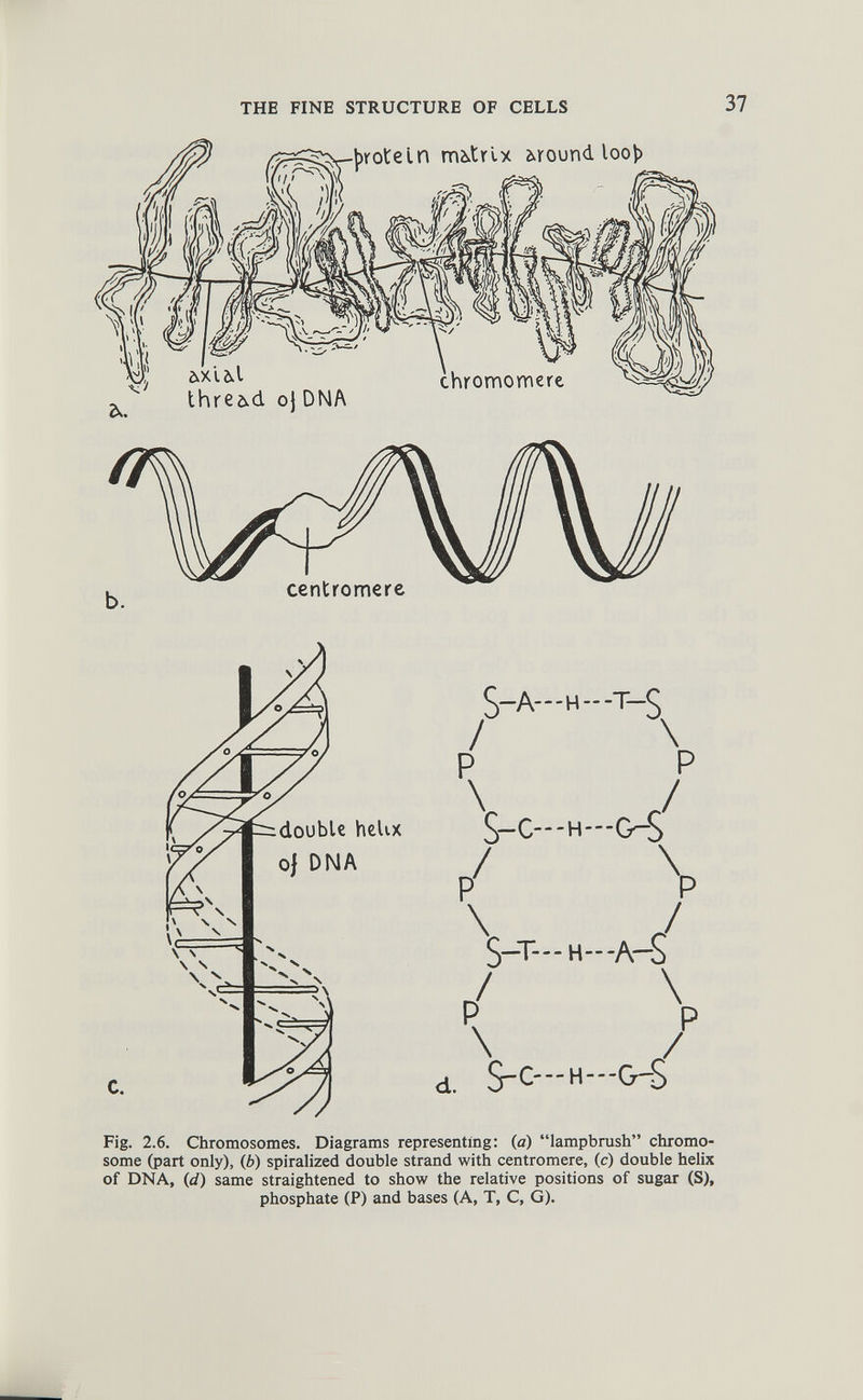 n matrix around loo)) thread, oj DNA S-A---H—T-C / P p v J S-c— h-oS p 7 V-T— H— A-S P 7 \ \ d. S-c—H- --o-S / Fig. 2.6. Chromosomes. Diagrams representing: (a) “lampbrush” chromo some (part only), ( b) spiralized double strand with centromere, (c) double helix of DNA, (d) same straightened to show the relative positions of sugar (S), phosphate (P) and bases (A, T, C, G).