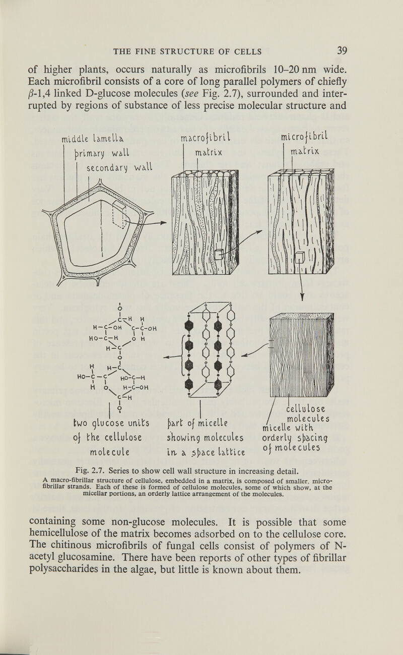 of higher plants, occurs naturally as microfibrils 10-20 nm wide. Each microfibril consists of a core of long parallel polymers of chiefly /5-1,4 linked D-glucose molecules {see Fig. 2.7), surrounded and inter rupted by regions of substance of less precise molecular structure and middle UmelU brinmy Will secondary wall H H-Ç-OH C-C-OH > I 1 HO-C-H O H H 1 o H u — (1 t V v HO-C-C^ HO^C-H nucrojibril H I O H-C-OH I 1 O two glucose units o} the cellulose molecule j)art of micelle showing molecules in. a sj)ace Utt ice microfibril matrix cellulose molecules micelle with orderly spacing of mole cules Fig. 2.7. Series to show cell wall structure in increasing detail. A macro-fibrillar structure of cellulose, embedded in a matrix, is composed of smaller, micro fibrillar strands. Each of these is formed of cellulose molecules, some of which show, at the micellar portions, an orderly lattice arrangement of the molecules. containing some non-glucose molecules. It is possible that some hemicellulose of the matrix becomes adsorbed on to the cellulose core. The chitinous microfibrils of fungal cells consist of polymers of N- acetyl glucosamine. There have been reports of other types of fibrillar polysaccharides in the algae, but little is known about them.