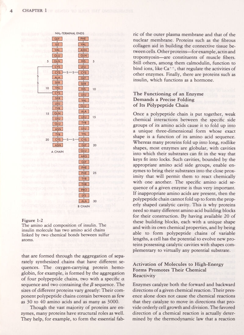 4 CHAPTER 1 NHj-TERMINAL ENDS GLY X ILE VAL I IGLU 5 IGLN ÄYS: t CYS I—s—s—I CYS ALA SER 10 VAL CYS SER LEU TYR 15 IGLN LEU [ GLU ASN TYR PHE VAL t.ASN I GLN Л HIS LEU GLY IE SER IE HIS LEU VAL GLU ALA LEU TYR LEU VAL IE 20 CYS f—S—S—I,: CYS ASN GLY A CHAIN г GLU ?ARG GLY PHE PHE I TYR —I— THR —r~ PRO LYS ~~Г- ALA 10 15 20 25 30 В CHAIN Figure 1-2 The amino acid composition of insulin. The insuhn molecule has two amino acid chains linked by two chemical bonds between sulfur atoms. that are formed through the aggregation of sepa¬ rately synthesized chains that have different se¬ quences. The oxygen-carrying protein hemo¬ globin, for example, is formed by the aggregation of four polypeptide chains, two with a specific a sequence and two containing the ß sequence. The sizes of different proteins vary greatly: Their com¬ ponent polypeptide chains contain between as few as 30 to 40 amino acids and as many as 3000. Though the vast majority of proteins are en¬ zymes, many proteins have structural roles as well. They help, for example, to form the essential fab¬ ric of the outer plasma membrane and that of the nuclear membrane. Proteins such as the fibrous collagen aid in building the connective tissue be¬ tween cells. Other proteins—for example, actin and tropomyosin—are constituents of muscle fibers. Still others, among them calmodulin, function to bind ions, like Ca^^, that regulate the activities of other enzymes. Finally, there are proteins such as insulin, which functions as a hormone. The Functioning of an Enzyme Demands a Precise Folding of Its Polypeptide Chain Once a polypeptide chain is put together, weak chemical interactions between the specific side groups of its amino acids cause it to fold up into a unique three-dimensional form whose exact shape is a function of its amino acid sequence. Whereas many proteins fold up into long, rodlike shapes, most enzymes are globular, with cavities into which their substrates can fit in the way that keys fit into locks. Such cavities, bounded by the appropriate amino acid side groups, enable en¬ zymes to bring their substrates into the close prox¬ imity that will permit them to react chemically with one another. The specific amino acid se¬ quence of a given enzyme is thus very important. If inappropriate amino acids are present, then the polypeptide chain cannot fold up to form the prop¬ erly shaped catalytic cavity. This is why proteins need so many different amino acid building blocks for their construction. By having available 20 of these building blocks, each with a unique shape and with its own chemical properties, and by being able to form polypeptide chains of variable lengths, a cell has the potential to evolve new pro¬ teins possessing catalytic cavities with shapes com¬ plementary to virtually any potential substrate. Activation of Molecules to High-Energy Forms Promotes Their Chemical Reactivity Enzymes catalyze both the forward and backward directions of a given chemical reaction. Their pres¬ ence alone does not cause the chemical reactions that they catalyze to move in directions that pro¬ vide orderly cell growth and division. The favored direction of a chemical reaction is actually deter¬ mined by the thermodynamic law that a reaction
