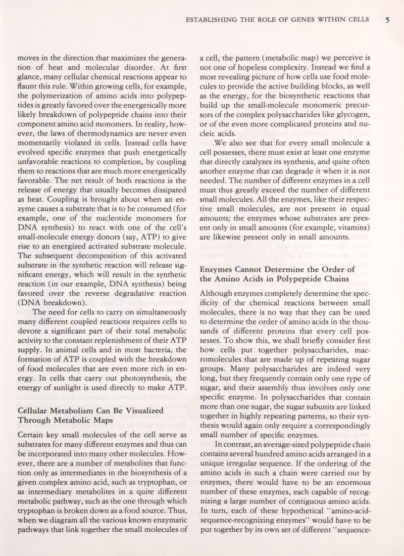 ESTABLISHING THE ROLE OF GENES WITHIN CELLS 5 moves in the direction that maximizes the genera¬ tion of heat and molecular disorder. At first glance, many cellular chemical reactions appear to flaunt this rule. Within growing cells, for example, the polymerization of amino acids into polypep¬ tides is greatly favored over the energetically more likely breakdown of polypeptide chains into their component amino acid monomers. In reality, how¬ ever, the laws of thermodynamics are never even momentarily violated in cells. Instead cells have evolved specific enzymes that push energetically unfavorable reactions to completion, by coupling them to reactions that are much more energetically favorable. The net result of both reactions is the release of energy that usually becomes dissipated as heat. Coupling is brought about when an en¬ zyme causes a substrate that is to be consumed (for example, one of the nucleotide monomers for DNA synthesis) to react with one of the cell's small-molecule energy donors (say, ATP) to give rise to an energized activated substrate molecule. The subsequent decomposition of this activated substrate in the synthetic reaction will release sig¬ nificant energy, which will result in the synthetic reaction (in our example, DNA synthesis) being favored over the reverse degradative reaction (DNA breakdown). The need for cells to carry on simultaneously many different coupled reactions requires cells to devote a significant part of their total metabolic activity to the constant replenishment of their ATP supply. In animal cells and in most bacteria, the formation of ATP is coupled with the breakdown of food molecules that are even more rich in en¬ ergy. In cells that carry out photosynthesis, the energy of sunlight is used directly to make ATP. Cellular Metabolism Can Be Visualized Through Metabolic Maps Certain key small molecules of the cell serve as substrates for many different enzymes and thus can be incorporated into many other molecules. How¬ ever, there are a number of metabolites that func¬ tion only as intermediates in the biosynthesis of a given complex amino acid, such as tryptophan, or as intermediary metabolites in a quite different metabolic pathway, such as the one through which tryptophan is broken down as a food source. Thus, when we diagram all the various known enzymatic pathways that link together the small molecules of a cell, the pattern (metabolic map) we perceive is not one of hopeless complexity. Instead we find a most revealing picture of how cells use food mole¬ cules to provide the active building blocks, as well as the energy, for the biosynthetic reactions that build up the small-molecule monomeric precur¬ sors of the complex polysaccharides like glycogen, or of the even more complicated proteins and nu¬ cleic acids. We also see that for every small molecule a cell possesses, there must exist at least one enzyme that directly catalyzes its synthesis, and quite often another enzyme that can degrade it when it is not needed. The number of different enzymes in a cell must thus greatly exceed the number of different small molecules. All the enzymes, like their respec¬ tive small molecules, are not present in equal amounts; the enzymes whose substrates are pres¬ ent only in small amounts (for example, vitamins) are likewise present only in small amounts. Enzymes Cannot Determine the Order of the Amino Acids in Polypeptide Chains Although enzymes completely determine the spec¬ ificity of the chemical reactions between small molecules, there is no way that they can be used to determine the order of amino acids in the thou¬ sands of different proteins that every cell pos¬ sesses. To show this, we shall briefly consider first how cells put together polysaccharides, mac- romolecules that are made up of repeating sugar groups. Many polysaccharides are indeed very long, but they frequently contain only one type of sugar, and their assembly thus involves only one specific enzyme. In polysaccharides that contain more than one sugar, the sugar subunits are linked together in highly repeating patterns, so their syn¬ thesis would again only require a correspondingly small number of specific enzymes. In contrast, an average-sized polypeptide chain contains several hundred amino acids arranged in a unique irregular sequence. If the ordering of the amino acids in such a chain were carried out by enzymes, there would have to be an enormous number of these enzymes, each capable of recog¬ nizing a large number of contiguous amino acids. In turn, each of these hypothetical amino-acid- sequence-recognizing enzymes would have to be put together by its own set of different sequence-