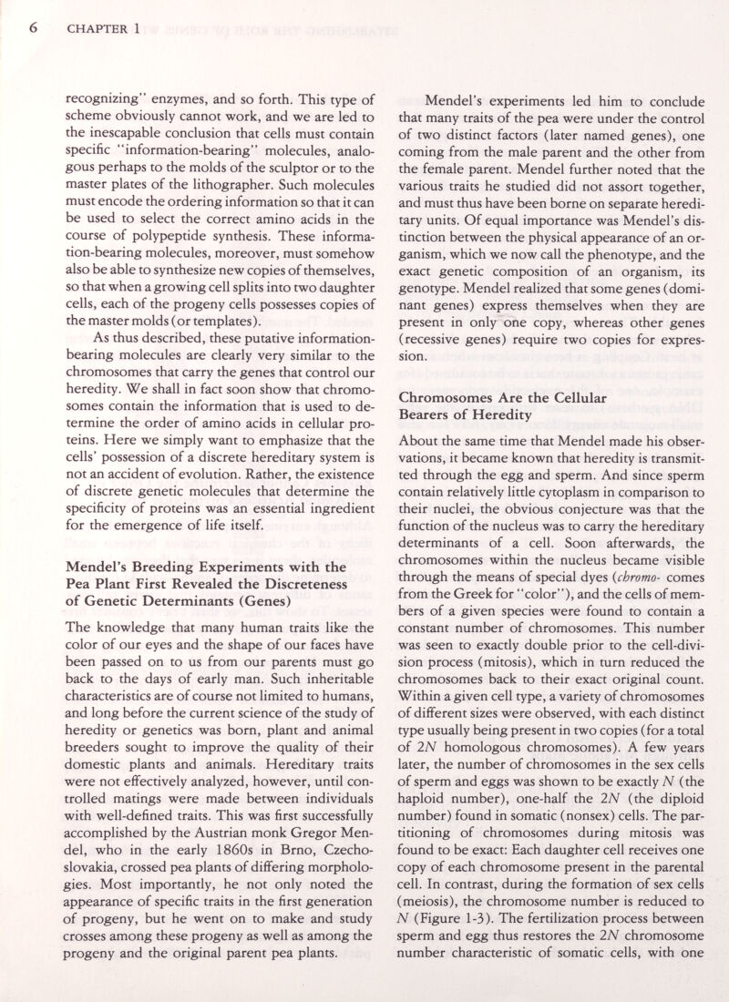 CHAPTER 1 recognizing enzymes, and so forth. This type of scheme obviously cannot work, and we are led to the inescapable conclusion that cells must contain specific information-bearing molecules, analo¬ gous perhaps to the molds of the sculptor or to the master plates of the lithographer. Such molecules must encode the ordering information so that it can be used to select the correct amino acids in the course of polypeptide synthesis. These informa¬ tion-bearing molecules, moreover, must somehow also be able to synthesize new copies of themselves, so that when a growing cell splits into two daughter cells, each of the progeny cells possesses copies of the master molds (or templates). As thus described, these putative information- bearing molecules are clearly very similar to the chromosomes that carry the genes that control our heredity. We shall in fact soon show that chromo¬ somes contain the information that is used to de¬ termine the order of amino acids in cellular pro¬ teins. Here we simply want to emphasize that the cells' possession of a discrete hereditary system is not an accident of evolution. Rather, the existence of discrete genetic molecules that determine the specificity of proteins was an essential ingredient for the emergence of life itself. Mendel's Breeding Experiments with the Pea Plant First Revealed the Discreteness of Genetic Determinants (Genes) The knowledge that many human traits like the color of our eyes and the shape of our faces have been passed on to us from our parents must go back to the days of early man. Such inheritable characteristics are of course not limited to humans, and long before the current science of the study of heredity or genetics was born, plant and animal breeders sought to improve the quality of their domestic plants and animals. Hereditary traits were not effectively analyzed, however, until con¬ trolled matings were made between individuals with well-defined traits. This was first successfully accomplished by the Austrian monk Gregor Men¬ del, who in the early 1860s in Brno, Czecho¬ slovakia, crossed pea plants of differing morpholo¬ gies. Most importantly, he not only noted the appearance of specific traits in the first generation of progeny, but he went on to make and study crosses among these progeny as well as among the progeny and the original parent pea plants. Mendel's experiments led him to conclude that many traits of the pea were under the control of two distinct factors (later named genes), one coming from the male parent and the other from the female parent. Mendel further noted that the various traits he studied did not assort together, and must thus have been borne on separate heredi¬ tary units. Of equal importance was Mendel's dis¬ tinction between the physical appearance of an or¬ ganism, which we now call the phenotype, and the exact genetic composition of an organism, its genotype. Mendel realized that some genes (domi¬ nant genes) express themselves when they are present in only one copy, whereas other genes (recessive genes) require two copies for expres¬ sion. Chromosomes Are the Cellular Bearers of Heredity About the same time that Mendel made his obser¬ vations, it became known that heredity is transmit¬ ted through the egg and sperm. And since sperm contain relatively little cytoplasm in comparison to their nuclei, the obvious conjecture was that the function of the nucleus was to carry the hereditary determinants of a cell. Soon afterwards, the chromosomes within the nucleus became visible through the means of special dyes {chromo- comes from the Greek for color), and the cells of mem¬ bers of a given species were found to contain a constant number of chromosomes. This number was seen to exactly double prior to the cell-divi¬ sion process (mitosis), which in turn reduced the chromosomes back to their exact original count. Within a given cell type, a variety of chromosomes of different sizes were observed, with each distinct type usually being present in two copies (for a total of 2N homologous chromosomes). A few years later, the number of chromosomes in the sex cells of sperm and eggs was shown to be exactly N (the haploid number), one-half the 2N (the diploid number) found in somatic (nonsex) cells. The par¬ titioning of chromosomes during mitosis was found to be exact: Each daughter cell receives one copy of each chromosome present in the parental cell. In contrast, during the formation of sex cells (meiosis), the chromosome number is reduced to N (Figure 1-3). The fertilization process between sperm and egg thus restores the 2N chromosome number characteristic of somatic cells, with one