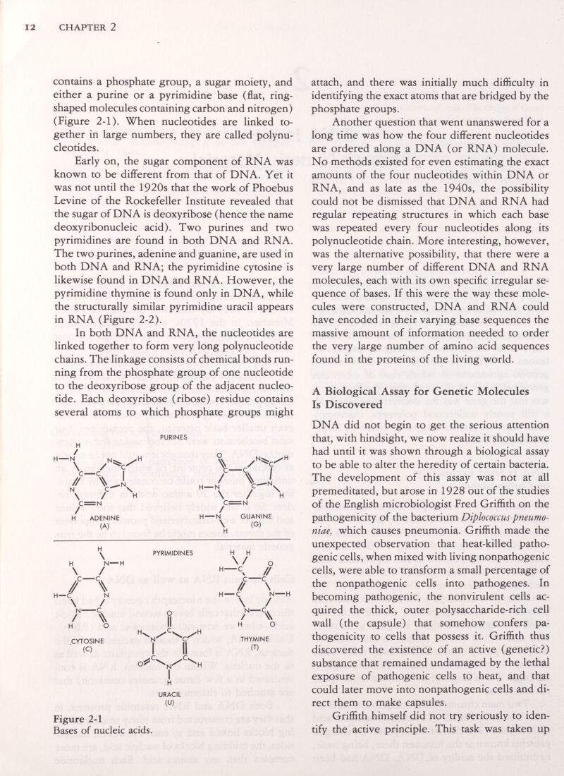 12 CHAPTER 2 contains a phosphate group, a sugar moiety, and either a purine or a pyrimidine base (flat, ring- shaped molecules containing carbon and nitrogen) (Figure 2-1). When nucleotides are linked to¬ gether in large numbers, they are called polynu¬ cleotides. Early on, the sugar component of RNA was known to be different from that of DNA. Yet it was not until the 1920s that the work of Phoebus Levine of the Rockefeller Institute revealed that the sugar of DNA is deoxyribose (hence the name deoxyribonucleic acid). Two purines and two pyrimidines are found in both DNA and RNA. The two purines, adenine and guanine, are used in both DNA and RNA; the pyrimidine cytosine is likewise found in DNA and RNA. However, the pyrimidine thymine is found only in DNA, while the structurally similar pyrimidine uracil appears in RNA (Figure 2-2). In both DNA and RNA, the nucleotides are linked together to form very long polynucleotide chains. The linkage consists of chemical bonds run¬ ning from the phosphate group of one nucleotide to the deoxyribose group of the adjacent nucleo¬ tide. Each deoxyribose (ribose) residue contains several atoms to which phosphate groups might PURINES H / H — N I \ / H C = N / H ADENINE (A) H о \ \ / C=N / H N GUANINE \ (G) H Ч \ H N—H \ / ,c—c. // \ H—с N \ / N С / ^ H О CYTOSINE (С) PYRIMIDINES H URACIL (U) H H \ / о f—с // \ H с N H \ / H о THYMINE (Т) Figure 2-1 Bases of nucleic acids. attach, and there was initially much difficulty in identifying the exact atoms that are bridged by the phosphate groups. Another question that went unanswered for a long time was how the four different nucleotides are ordered along a DNA (or RNA) molecule. No methods existed for even estimating the exact amounts of the four nucleotides within DNA or RNA, and as late as the 1940s, the possibility could not be dismissed that DNA and RNA had regular repeating structures in which each base was repeated every four nucleotides along its polynucleotide chain. More interesting, however, was the alternative possibility, that there were a very large number of different DNA and RNA molecules, each with its own specific irregular se¬ quence of bases. If this were the way these mole¬ cules were constructed, DNA and RNA could have encoded in their varying base sequences the massive amount of information needed to order the very large number of amino acid sequences found in the proteins of the living world. A Biological Assay for Genetic Molecules Is Discovered DNA did not begin to get the serious attention that, with hindsight, we now realize it should have had until it was shown through a biological assay to be able to alter the heredity of certain bacteria. The development of this assay was not at all premeditated, but arose in 1928 out of the studies of the English microbiologist Fred Griffith on the pathogenicity of the bacterium Diplococcus pneumo¬ niae, which causes pneumonia. Griffith made the unexpected observation that heat-killed patho¬ genic cells, when mixed with living nonpathogenic cells, were able to transform a small percentage of the nonpathogenic cells into pathogènes. In becoming pathogenic, the nonvirulent cells ac¬ quired the thick, outer polysaccharide-rich cell wall (the capsule) that somehow confers pa¬ thogenicity to cells that possess it. Griffith thus discovered the existence of an active (genetic?) substance that remained undamaged by the lethal exposure of pathogenic cells to heat, and that could later move into nonpathogenic cells and di¬ rect them to make capsules. Griffith himself did not try seriously to iden¬ tify the active principle. This task was taken up