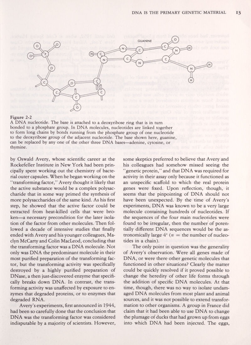 DNA IS THE PRIMARY GENETIC MATERIAL GUANINE Figure 2-2 A DNA nucleotide. The base is attached to a deoxyribose ring that is in turn bonded to a phosphate group. In DNA molecules, nucleotides are linked together to form long chains by bonds running from the phosphate group of one nucleotide to the deoxyribose group of the adjacent nucleotide. The base shown here, guanine, can be replaced by any one of the other three DNA bases—adenine, cytosine, or thymine. by Oswald Avery, whose scientific career at the Rockefeller Institute in New York had been prin¬ cipally spent working out the chemistry of bacte¬ rial outer capsules. When he began working on the transforming factor, Avery thought it likely that the active substance would be a complex polysac¬ charide that in some way primed the synthesis of more polysaccharides of the same kind. As his first step, he showed that the active factor could be extracted from heat-killed cells that were bro¬ ken—a necessary precondition for the later isola¬ tion of the factor from other molecules. Then fol¬ lowed a decade of intensive studies that finally ended with Avery and his younger colleagues, Ma- clyn McCarty and Colin MacLeod, concluding that the transforming factor was a DNA molecule. Not only was DNA the predominant molecule in their most purified preparation of the transforming fac¬ tor, but the transforming activity was specifically destroyed by a highly purified preparation of DNase, a then just-discovered enzyme that specifi¬ cally breaks down DNA. In contrast, the trans¬ forming activity was unaffected by exposure to en¬ zymes that degraded proteins, or to enzymes that degraded RNA. Avery's experiments, first announced in 1944, had been so carefully done that the conclusion that DNA was the transforming factor was considered indisputable by a majority of scientists. However, some skeptics preferred to believe that Avery and his colleagues had somehow missed seeing the genetic protein, and that DNA was required for activity in their assay only because it functioned as an unspecific scaffold to which the real protein genes were fixed. Upon reflection, though, it seems that the pinpointing of DNA should not have been unexpected. By the time of Avery's experiments, DNA was known to be a very large molecule containing hundreds of nucleotides. If the sequences of the four main nucleotides were found to be irregular, then the number of poten¬ tially different DNA sequences would be the as¬ tronomically large A {n = the number of nucleo¬ tides in a chain). The only point in question was the generality of Avery's observation. Were all genes made of DNA, or were there other genetic molecules that functioned in other situations? Clearly the matter could be quickly resolved if it proved possible to change the heredity of other life forms through the addition of specific DNA molecules. At that time, though, there was no way to isolate undam¬ aged DNA molecules from most plant and animal sources, and it was not possible to extend transfor¬ mation to other organisms. A group in France did claim that it had been able to use DNA to change the plumage of ducks that had grown up from eggs into which DNA had been injected. The eggs,