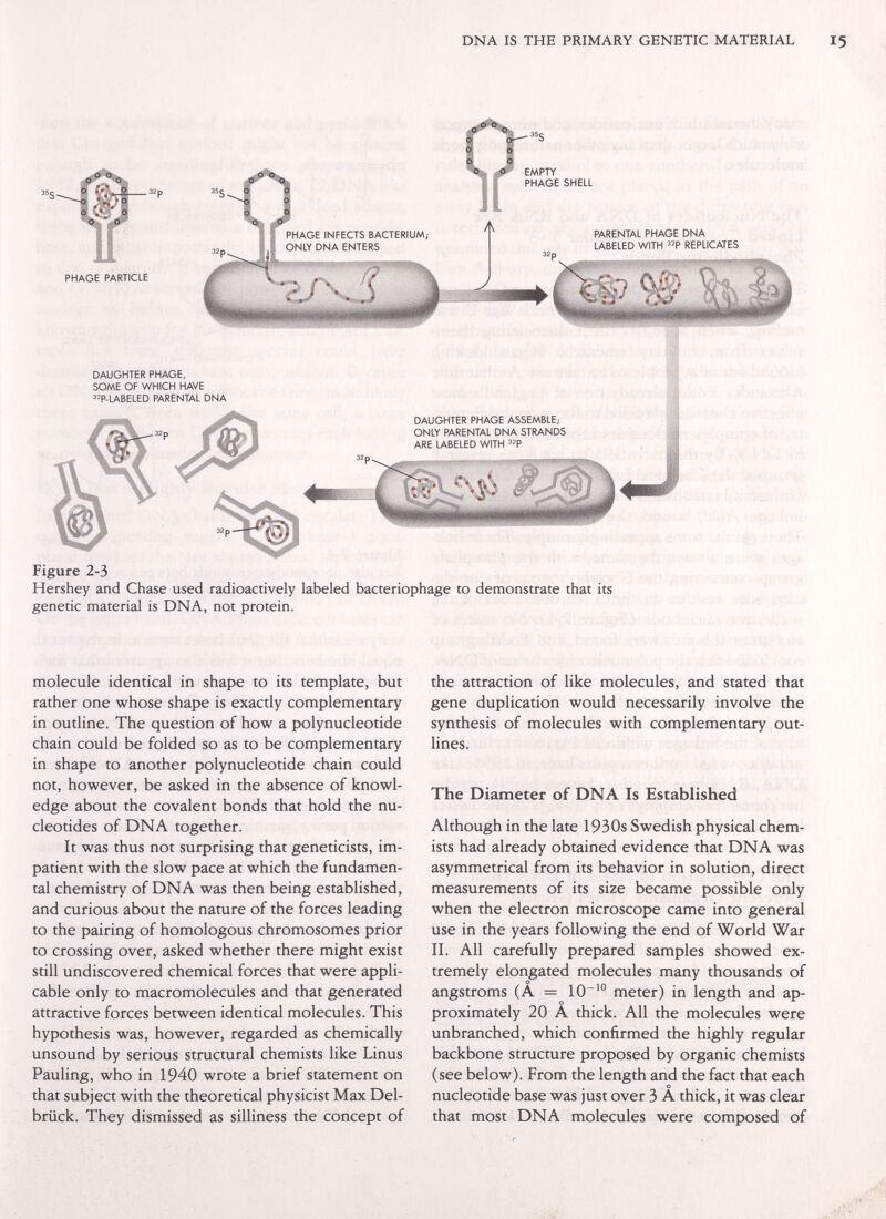 DNA IS THE PRIMARY GENETIC MATERIAL PHAGE PARTICLE EMPTY PHAGE SHELL PARENTAL PHAGE DNA LABELED WITH ^^P REPLICATES DAUGHTER PHAGE, SOME OF WHICH HAVE P-LABELED PARENTAL DNA DAUGHTER PHAGE ASSEMBLE; ONLY PARENTAL DNA STRANDS ARE LABELED WITH Figure 2-3 Hershey and Chase used radioactively labeled bacteriophage to demonstrate that its genetic material is DNA, not protein. molecule identical in shape to its template, but rather one whose shape is exactly complementary in outline. The question of how a polynucleotide chain could be folded so as to be complementary in shape to another polynucleotide chain could not, however, be asked in the absence of knowl¬ edge about the covalent bonds that hold the nu¬ cleotides of DNA together. It was thus not surprising that geneticists, im¬ patient with the slow pace at which the fundamen¬ tal chemistry of DNA was then being established, and curious about the nature of the forces leading to the pairing of homologous chromosomes prior to crossing over, asked whether there might exist still undiscovered chemical forces that were appli¬ cable only to macromolecules and that generated attractive forces between identical molecules. This hypothesis was, however, regarded as chemically unsound by serious structural chemists like Linus Pauling, who in 1940 wrote a brief statement on that subject with the theoretical physicist Max Del¬ brück. They dismissed as silliness the concept of the attraction of like molecules, and stated that gene duplication would necessarily involve the synthesis of molecules with complementary out¬ lines. The Diameter of DNA Is Established Although in the late 1930s Swedish physical chem¬ ists had already obtained evidence that DNA was asymmetrical from its behavior in solution, direct measurements of its size became possible only when the electron microscope came into general use in the years following the end of World War II. All carefully prepared samples showed ex¬ tremely elongated molecules many thousands of angstroms (A = 10^° meter) in length and ap¬ proximately 20 A thick. All the molecules were unbranched, which confirmed the highly regular backbone structure proposed by organic chemists (see below). From the length and the fact that each nucleotide base was just over 3 A thick, it was clear that most DNA molecules were composed of