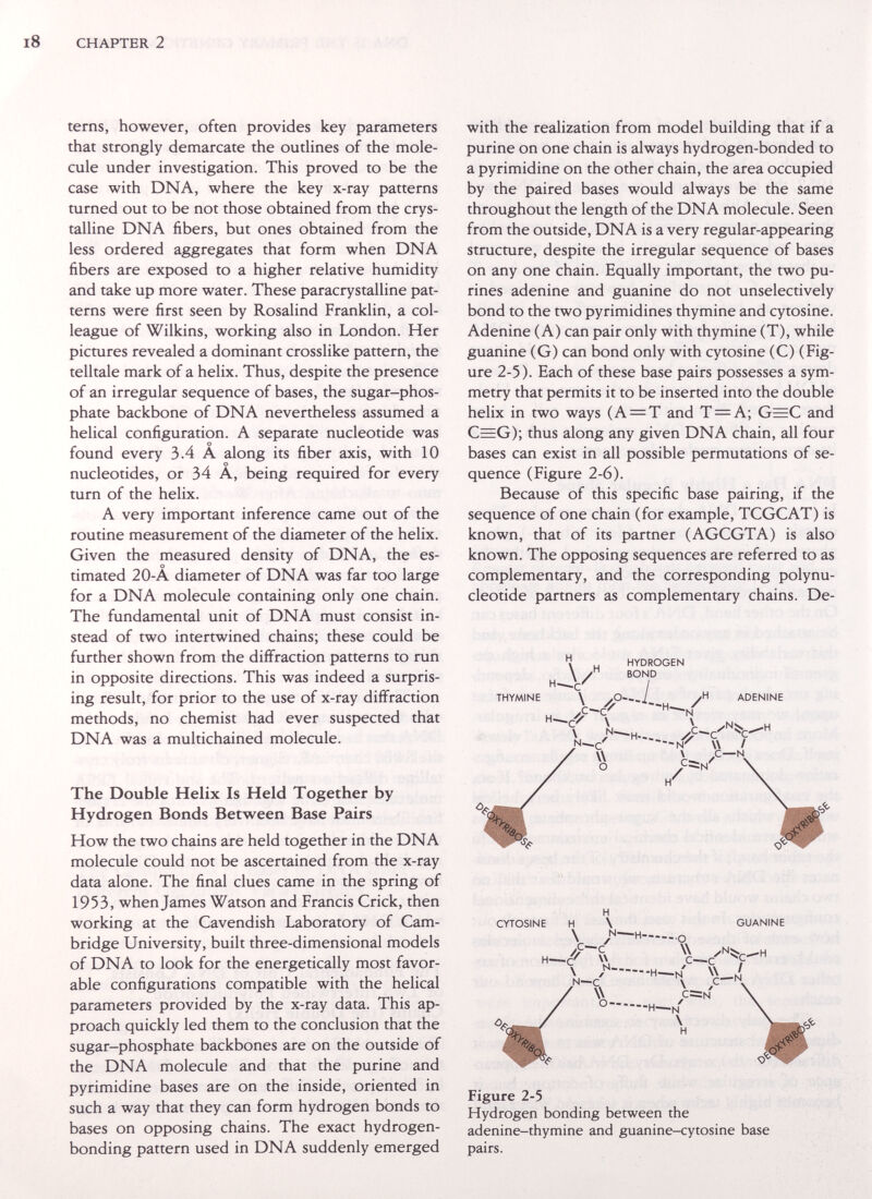 CHAPTER 2 terns, however, often provides key parameters that strongly demarcate the outlines of the mole¬ cule under investigation. This proved to be the case with DNA, where the key x-ray patterns turned out to be not those obtained from the crys¬ talline DNA fibers, but ones obtained from the less ordered aggregates that form when DNA fibers are exposed to a higher relative humidity and take up more water. These paracrystalline pat¬ terns were first seen by Rosalind Franklin, a col¬ league of Wilkins, working also in London. Her pictures revealed a dominant crosslike pattern, the telltale mark of a helix. Thus, despite the presence of an irregular sequence of bases, the sugar-phos¬ phate backbone of DNA nevertheless assumed a helical configuration. A separate nucleotide was found every 3.4 A along its fiber axis, with 10 nucleotides, or 34 A, being required for every turn of the helix. A very important inference came out of the routine measurement of the diameter of the helix. Given the measured density of DNA, the es¬ timated 20-A diameter of DNA was far too large for a DNA molecule containing only one chain. The fundamental unit of DNA must consist in¬ stead of two intertwined chains; these could be further shown from the diffraction patterns to run in opposite directions. This was indeed a surpris¬ ing result, for prior to the use of x-ray diffraction methods, no chemist had ever suspected that DNA was a multichained molecule. The Double Helix Is Held Together by Hydrogen Bonds Between Base Pairs How the two chains are held together in the DNA molecule could not be ascertained from the x-ray data alone. The final clues came in the spring of 1953, when James Watson and Francis Crick, then working at the Cavendish Laboratory of Cam¬ bridge University, built three-dimensional models of DNA to look for the energetically most favor¬ able configurations compatible with the helical parameters provided by the x-ray data. This ap¬ proach quickly led them to the conclusion that the sugar-phosphate backbones are on the outside of the DNA molecule and that the purine and pyrimidine bases are on the inside, oriented in such a way that they can form hydrogen bonds to bases on opposing chains. The exact hydrogen- bonding pattern used in DNA suddenly emerged with the realization from model building that if a purine on one chain is always hydrogen-bonded to a pyrimidine on the other chain, the area occupied by the paired bases would always be the same throughout the length of the DNA molecule. Seen from the outside, DNA is a very regular-appearing structure, despite the irregular sequence of bases on any one chain. Equally important, the two pu¬ rines adenine and guanine do not unselectively bond to the two pyrimidines thymine and cytosine. Adenine (A) can pair only with thymine (T), while guanine (G) can bond only with cytosine (C) (Fig¬ ure 2-5). Each of these base pairs possesses a sym¬ metry that permits it to be inserted into the double helix in two ways (A = T and T = A; G=C and C=G); thus along any given DNA chain, all four bases can exist in all possible permutations of se¬ quence (Figure 2-6). Because of this specific base pairing, if the sequence of one chain (for example, TCGCAT) is known, that of its partner (AGCGTA) is also known. The opposing sequences are referred to as complementary, and the corresponding polynu¬ cleotide partners as complementary chains. De- Figure 2-5 Hydrogen bonding between the adenine-thymine and guanine-cytosine base pairs.