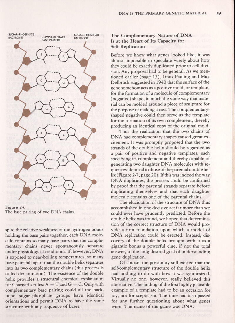 DNA IS THE PRIMARY GENETIC MATERIAL SUGAR-PHOSPHATE BACKBONE COMPLEMENTARY BASE PAIRING SUGAR-PHOSPHATE BACKBONE Figure 2-6 The base pairing of two DNA chains. spite the relative weakness of the hydrogen bonds holding the base pairs together, each DNA mole¬ cule contains so many base pairs that the comple¬ mentary chains never spontaneously separate under physiological conditions. If, however, DNA is exposed to near-boiling temperatures, so many base pairs fall apart that the double helix separates into its two complementary chains (this process is called denaturation). The existence of the double helix provides a structural chemical explanation for ChargafFs rules: A = T and G — C. Only with complementary base pairing could all the back¬ bone sugar-phosphate groups have identical orientations and permit DNA to have the same structure with any sequence of bases. The Complementary Nature of DNA Is at the Heart of Its Capacity for Self-Replication Before we knew what genes looked like, it was almost impossible to speculate wisely about how they could be exactly duplicated prior to cell divi¬ sion. Any proposal had to be general. As we men¬ tioned earlier (page 15), Linus Pauling and Max Delbrück suggested in 1940 that the surface of the gene somehow acts as a positive mold, or template, for the formation of a molecule of complementary (negative) shape, in much the same way that mate¬ rial can be molded around a piece of sculpture for the purpose of making a cast. The complementary- shaped negative could then serve as the template for the formation of its own complement, thereby producing an identical copy of the original mold. Thus the realization that the two chains of DNA had complementary shapes caused great ex¬ citement. It was promptly proposed that the two strands of the double helix should be regarded as a pair of positive and negative templates, each specifying its complement and thereby capable of generating two daughter DNA molecules with se¬ quences identical to those of the parental double he¬ lix (Figure 2-7, page 20). If this was indeed the way DNA duplicates, the process could be confirmed by proof that the parental strands separate before duplicating themselves and that each daughter molecule contains one of the parental chains. The elucidation of the structure of DNA thus accomplished in one decisive act far more than we could ever have prudently predicted. Before the double helix was found, we hoped that determina¬ tion of the correct structure of DNA would pro¬ vide a firm foundation upon which a model of DNA replication could be erected. Instead, dis¬ covery of the double helix brought with it as a gigantic bonus a powerful clue, if not the total answer, to the long-desired goal of understanding gene duplication. Of course, the possibility still existed that the self-complementary structure of the double helix had nothing to do with how it was synthesized. Virtually no one, however, really believed this alternative. The finding of the first highly plausible example of a template had to be an occasion for joy, not for scepticism. The time had also passed for any further questioning about what genes were. The name of the game was DNA.