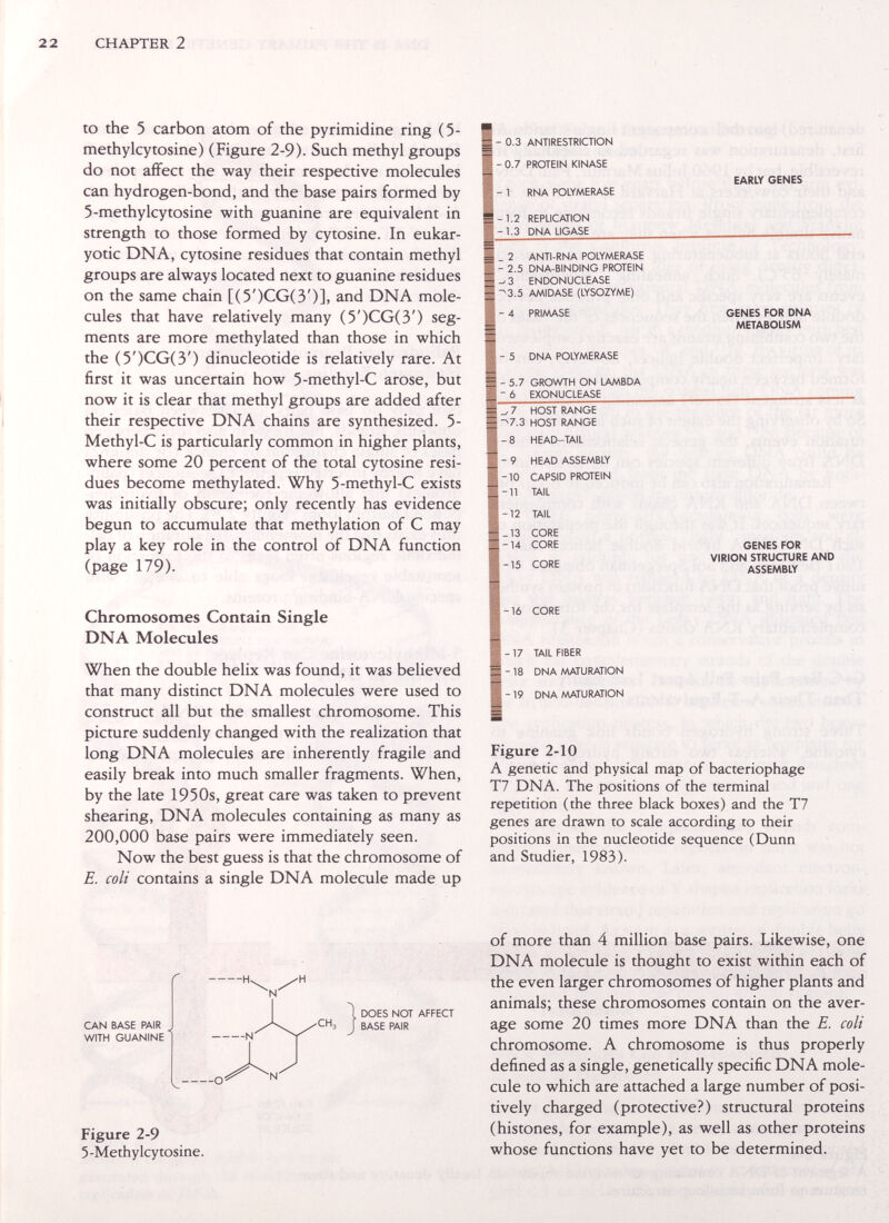 2 2 CHAPTER 2 to the 5 carbon atom of the pyrimidine ring (5- methylcytosine) (Figure 2-9). Such methyl groups do not affect the way their respective molecules can hydrogen-bond, and the base pairs formed by 5-methylcytosine with guanine are equivalent in strength to those formed by cytosine. In eukar- yotic DNA, су tosine residues that contain methyl groups are always located next to guanine residues on the same chain [(5')CG(3')], and DNA mole¬ cules that have relatively many (5')CG(3') seg¬ ments are more methylated than those in which the (5')CG(3') dinucleotide is relatively rare. At first it was uncertain how 5-methyl-C arose, but now it is clear that methyl groups are added after their respective DNA chains are synthesized. 5- Methyl-C is particularly common in higher plants, where some 20 percent of the total cy tosine resi¬ dues become methylated. Why 5-methyl-C exists was initially obscure; only recently has evidence begun to accumulate that methylation of С may play a key role in the control of DNA function (page 179). 0.3 ANTIRESTRICTION - 0.7 PROTEIN KINASE 1 - 1 RNA POLYMERASE -1.2 REPLICATION -1.3 DNA LIGASE EARLY GENES . 2 ANTI-RNA POLYMERASE ■ 2.5 DNA-BINDING PROTEIN ^3 ENDONUCLEASE -3.5 AMIDASE (LYSOZYME) - 4 PRIMASE - 5 DNA POLYMERASE - 5.7 GROWTH ON LAMBDA - 6 EXONUCLEASE -8 7 HOST RANGE 7.3 HOST RANGE HEAD-TAIL - 9 HEAD ASSEMBLY -10 CAPSID PROTEIN -11 TAIL -12 TAIL -13 CORE -14 CORE 1-15 CORE GENES FOR DNA METABOLISM GENES FOR VIRION STRUCTURE AND ASSEMBLY Chromosomes Contain Single DNA Molecules When the double helix was found, it was believed that many distinct DNA molecules were used to construct all but the smallest chromosome. This picture suddenly changed with the realization that long DNA molecules are inherently fragile and easily break into much smaller fragments. When, by the late 1950s, great care was taken to prevent shearing, DNA molecules containing as many as 200,000 base pairs were immediately seen. Now the best guess is that the chromosome of E. coli contains a single DNA molecule made up 1-16 CORE -17 TAIL FIBER -18 DNA MATURATION -19 DNA AAATURATION Figure 2-10 A genetic and physical map of bacteriophage T7 DNA. The positions of the terminal repetition (the three black boxes) and the T7 genes are drawn to scale according to their positions in the nucleotide sequence (Dunn and Studier, 1983). CAN BASE PAIR WITH GUANINE -H^ /Н N N DOES NOT AFFECT СНз [ BASE PAIR Figure 2-9 5-Methylcytosine. of more than 4 million base pairs. Likewise, one DNA molecule is thought to exist within each of the even larger chromosomes of higher plants and animals; these chromosomes contain on the aver¬ age some 20 times more DNA than the E. coli chromosome. A chromosome is thus properly defined as a single, genetically specific DNA mole¬ cule to which are attached a large number of posi¬ tively charged (protective?) structural proteins (histones, for example), as well as other proteins whose functions have yet to be determined.