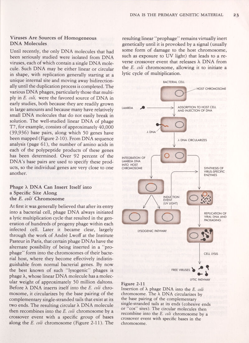 DNA IS THE PRIMARY GENETIC MATERIAL Viruses Are Sources of Homogeneous DNA Molecules Until recently, the only DNA molecules that had been seriously studied were isolated from DNA viruses, each of which contain a single DNA mole¬ cule. Such DNA may be either linear or circular in shape, with replication generally starting at a unique internal site and moving away bidirection- ally until the duplication process is completed. The various DNA phages, particularly those that multi¬ ply in E. coli, were the favored source of DNA in early studies, both because they are readily grown in large amounts and because many have relatively small DNA molecules that do not easily break in solution. The well-studied linear DNA of phage T7, for example, consists of approximately 40,000 (39,936) base pairs, along which 50 genes have been mapped (Figure 2-10). From DNA sequence analysis (page 61), the number of amino acids in each of the polypeptide products of these genes has been determined. Over 92 percent of the DNA's base pairs are used to specify these prod¬ ucts, so the individual genes are very close to one another. Phage X DNA Can Insert Itself into a Specific Site Along the E. colt Chromosome At first it was generally believed that after its entry into a bacterial cell, phage DNA always initiated a lytic multiplication cycle that resulted in the gen¬ eration of hundreds of progeny phage within each infected cell. Later it became clear, largely through the work of André Lwoff at the Institute Pasteur in Paris, that certain phage DNAs have the alternate possibility of being inserted in a pro¬ phage form into the chromosomes of their bacte¬ rial host, where they become effectively indistin¬ guishable from normal bacterial genes. By now the best known of such lysogenic phages is phage X, whose linear DNA molecule has a molec¬ ular weight of approximately 50 million daltons. Before X DNA inserts itself into the E. coli chro¬ mosome, it circularizes by the base pairing of the complementary single-stranded tails that exist at its two ends. The resulting circular X DNA molecule then recombines into the E. coli chromosome by a crossover event with a specific group of bases along the E. coli chromosome (Figure 2-11). The resulting linear prophage remains virtually inert genetically until it is provoked by a signal (usually some form of damage to the host chromosome, such as exposure to UV light) that leads to a re¬ verse crossover event that releases X DNA from the E. coli chromosome, allowing it to initiate a lytic cycle of multiplication. BACTERIAL CELL LAMBDA HOST CHROMOSOME ADSORPTION TO HOST CELL AND INJECTION OF DNA INTEGRATION OF LAMBDA DNA INTO HOST CHROMOSOME SYNTHESIS OF VIRUS-SPECIFIC ENZYMES REPLICATION OF VIRAL DNA AND PACKAGING CELL LYSIS LYTIC PATHWAY Figure 2-11 Insertion of X phage DNA into the E. coli chromosome. The X DNA circularizes by the base pairing of the complementary single-stranded tails at its ends (cohesive ends or cos sites). The circular molecules then recombine into the E. coli chromosome by a crossover event with specific bases in the chromosome.