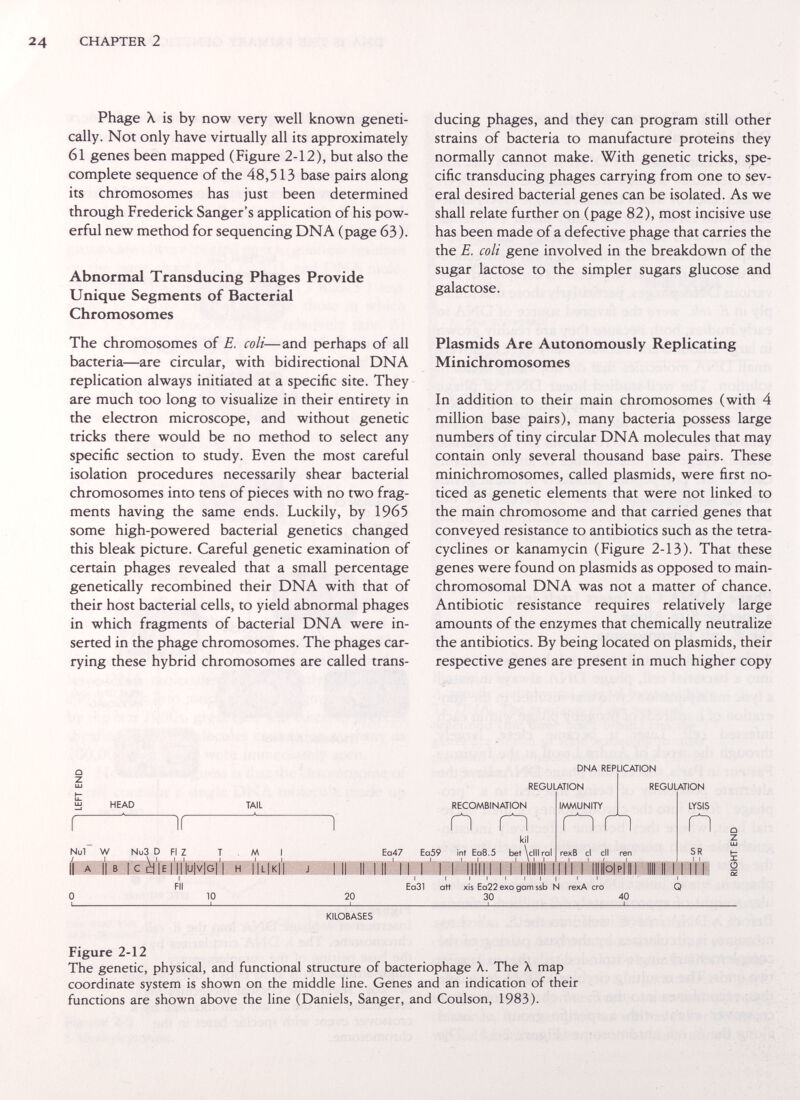 CHAPTER 2 Phage À is by now very well known geneti¬ cally. Not only have virtually all its approximately 61 genes been mapped (Figure 2-12), but also the complete sequence of the 48,513 base pairs along its chromosomes has just been determined through Frederick Sanger's application of his pow¬ erful new method for sequencing DNA (page 63). Abnormal Transducing Phages Provide Unique Segments of Bacterial Chromosomes The chromosomes of E. coli—and perhaps of all bacteria—are circular, with bidirectional DNA replication always initiated at a specific site. They are much too long to visualize in their entirety in the electron microscope, and without genetic tricks there would be no method to select any specific section to study. Even the most careful isolation procedures necessarily shear bacterial chromosomes into tens of pieces with no two frag¬ ments having the same ends. Luckily, by 1965 some high-powered bacterial genetics changed this bleak picture. Careful genetic examination of certain phages revealed that a small percentage genetically recombined their DNA with that of their host bacterial cells, to yield abnormal phages in which fragments of bacterial DNA were in¬ serted in the phage chromosomes. The phages car¬ rying these hybrid chromosomes are called trans¬ ducing phages, and they can program still other strains of bacteria to manufacture proteins they normally cannot make. With genetic tricks, spe¬ cific transducing phages carrying from one to sev¬ eral desired bacterial genes can be isolated. As we shall relate further on (page 82), most incisive use has been made of a defective phage that carries the the E. coli gene involved in the breakdown of the sugar lactose to the simpler sugars glucose and galactose. Plasmids Are Autonomously Replicating Minichromosomes In addition to their main chromosomes (with 4 million base pairs), many bacteria possess large numbers of tiny circular DNA molecules that may contain only several thousand base pairs. These minichromosomes, called plasmids, were first no¬ ticed as genetic elements that were not linked to the main chromosome and that carried genes that conveyed resistance to antibiotics such as the tetra¬ cyclines or kanamycin (Figure 2-13). That these genes were found on plasmids as opposed to main- chromosomal DNA was not a matter of chance. Antibiotic resistance requires relatively large amounts of the enzymes that chemically neutralize the antibiotics. By being located on plasmids, their respective genes are present in much higher copy о z HEAD TAIL Nul / W Nu3 D Fl Z M 1 Fll 10 20 DNA REPLICATION REGULATION Ea47 Ea59 RECOMBINATION n n kil int Ea8.5 IMMUNITY rexB cl cll ren i.mi, I I I I I I I I I I Ea31 att xis Ea22 exo gam ssb N rexA ero 30 40 REGULATION LYSIS n SR I I .. II Q a z KILOBASES Figure 2-12 The genetic, physical, and functional structure of bacteriophage The X map coordinate system is shown on the middle line. Genes and an indication of their functions are shown above the line (Daniels, Sanger, and Coulson, 1983).