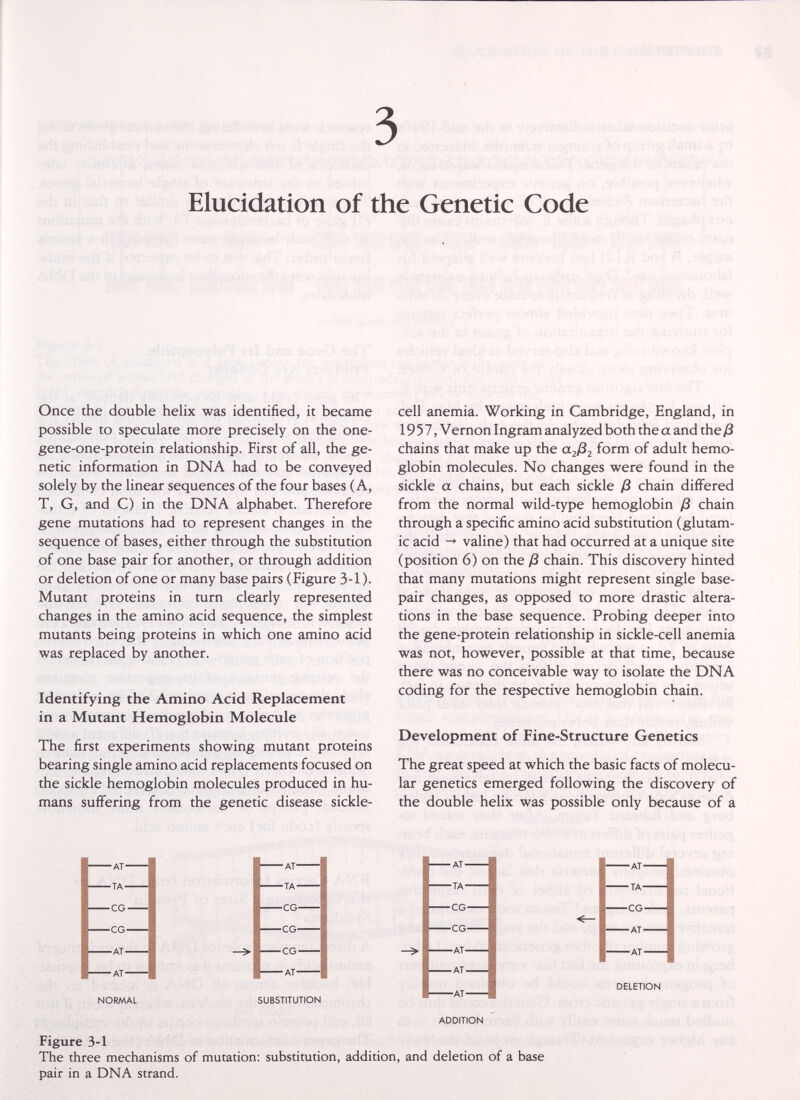 3 Elucidation of the Genetic Code Once the double helix was identified, it became possible to speculate more precisely on the one- gene-one-protein relationship. First of all, the ge¬ netic information in DNA had to be conveyed solely by the linear sequences of the four bases (A, T, G, and C) in the DNA alphabet. Therefore gene mutations had to represent changes in the sequence of bases, either through the substitution of one base pair for another, or through addition or deletion of one or many base pairs (Figure 3-1 ). Mutant proteins in turn clearly represented changes in the amino acid sequence, the simplest mutants being proteins in which one amino acid was replaced by another. Identifying the Amino Acid Replacement in a Mutant Hemoglobin Molecule The first experiments showing mutant proteins bearing single amino acid replacements focused on the sickle hemoglobin molecules produced in hu¬ mans suffering from the genetic disease sickle- cell anemia. Working in Cambridge, England, in 19 5 7, Vernon Ingram analyzed both the a and theß chains that make up the 02)82 form of adult hemo¬ globin molecules. No changes were found in the sickle a chains, but each sickle /3 chain differed from the normal wild-type hemoglobin ß chain through a specific amino acid substitution (glutam¬ ic acid ^ valine) that had occurred at a unique site (position 6) on the ß chain. This discovery hinted that many mutations might represent single base- pair changes, as opposed to more drastic altera¬ tions in the base sequence. Probing deeper into the gene-protein relationship in sickle-cell anemia was not, however, possible at that time, because there was no conceivable way to isolate the DNA coding for the respective hemoglobin chain. Development of Fine-Structure Genetics The great speed at which the basic facts of molecu¬ lar genetics emerged following the discovery of the double hehx was possible only because of a AT TA CG CG AT AT NORMAL — AT— — TA — —CG— -CG— -CG — — AT— SUBSTITUTION AT TA CG CG AT AT AT ADDITION AT TA CG AT AT DELETION Figure 3-1 The three mechanisms of mutation: substitution, addition, and deletion of a base pair in a DNA strand.