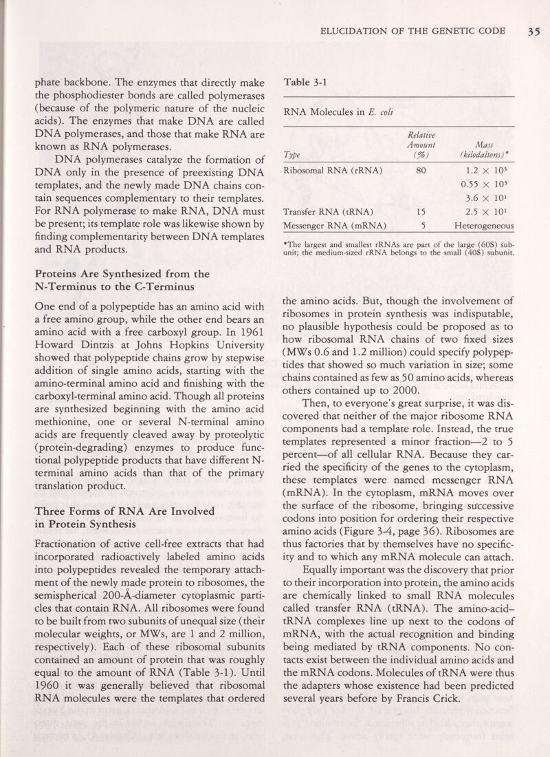 ELUCIDATION OF THE GENETIC CODE phate backbone. The enzymes that directly make the phosphodiester bonds are called polymerases (because of the polymeric nature of the nucleic acids). The enzymes that make DNA are called DNA polymerases, and those that make RNA are known as RNA polymerases. DNA polymerases catalyze the formation of DNA only in the presence of preexisting DNA templates, and the newly made DNA chains con¬ tain sequences complementary to their templates. For RNA polymerase to make RNA, DNA must be present; its template role was likewise shown by finding complementarity between DNA templates and RNA products. Proteins Are Synthesized from the N-Terminus to the C-Terminus One end of a polypeptide has an amino acid with a free amino group, while the other end bears an amino acid with a free carboxyl group. In 1961 Howard Dintzis at Johns Hopkins University showed that polypeptide chains grow by stepwise addition of single amino acids, starting with the amino-terminal amino acid and finishing with the carboxyl-terminal amino acid. Though all proteins are synthesized beginning with the amino acid methionine, one or several N-terminal amino acids are frequently cleaved away by proteolytic (protein-degrading) enzymes to produce func¬ tional polypeptide products that have different N- terminal amino acids than that of the primary translation product. Three Forms of RNA Are Involved in Protein Synthesis Fractionation of active cell-free extracts that had incorporated radioactively labeled amino acids into polypeptides revealed the temporary attach¬ ment of the newly made protein to ribosomes, the semispherical 200-A-diameter cytoplasmic parti¬ cles that contain RNA. All ribosomes were found to be built from two subunits of unequal size (their molecular weights, or MWs, are 1 and 2 million, respectively). Each of these ribosomal subunits contained an amount of protein that was roughly equal to the amount of RNA (Table 3-1). Until I960 it was generally believed that ribosomal RNA molecules were the templates that ordered Table 3-1 RNA Molecules in E. coli *The largest and smallest rRNAs are part of the large (60S) sub- unit; the medium-sized rRNA belongs to the small (40S) subunit. the amino acids. But, though the involvement of ribosomes in protein synthesis was indisputable, no plausible hypothesis could be proposed as to how ribosomal RNA chains of two fixed sizes (MWs 0.6 and 1.2 million) could specify polypep¬ tides that showed so much variation in size; some chains contained as few as 50 amino acids, whereas others contained up to 2000. Then, to everyone's great surprise, it was dis¬ covered that neither of the major ribosome RNA components had a template role. Instead, the true templates represented a minor fraction—2 to 5 percent—of all cellular RNA. Because they car¬ ried the specificity of the genes to the cytoplasm, these templates were named messenger RNA (mRNA). In the cytoplasm, mRNA moves over the surface of the ribosome, bringing su'ccessive codons into position for ordering their respective amino acids (Figure 3-4, page 36). Ribosomes are thus factories that by themselves have no specific¬ ity and to which any mRNA molecule can attach. Equally important was the discovery that prior to their incorporation into protein, the amino acids are chemically linked to small RNA molecules called transfer RNA (tRNA). The amino-acid- tRNA complexes line up next to the codons of mRNA, with the actual recognition and binding being mediated by tRNA components. No con¬ tacts exist between the individual amino acids and the mRNA codons. Molecules of tRNA were thus the adapters whose existence had been predicted several years before by Francis Crick.