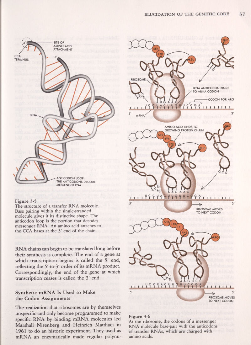 ELUCIDATION OF THE GENETIC CODE Figure 3-5 The structure of a transfer RNA molecule. Base pairing within the single-stranded molecule gives it its distinctive shape. The anticodon loop is the portion that decodes messenger RNA. An amino acid attaches to the CCA bases at the 3' end of the chain. RNA chains can begin to be translated long before their synthesis is complete. The end of a gene at which transcription begins is called the 5' end, reflecting the 5'-to-3' order of its mRNA product. Correspondingly, the end of the gene at which transcription ceases is called the 3' end. Synthetic mRNA Is Used to Make the Codon Assignments The realization that ribosomes are by themselves unspecific and only become programmed to make specific RNA by binding mRNA molecules led Marshall Nirenberg and Heinrich Matthaei in 1961 to do an historic experiment. They used as mRNA an enzymatically made regular polynu- Figure 3-6 At the ribosome, the codons of a messenger RNA molecule base-pair with the anticodons of transfer RNAs, which are charged with amino acids.