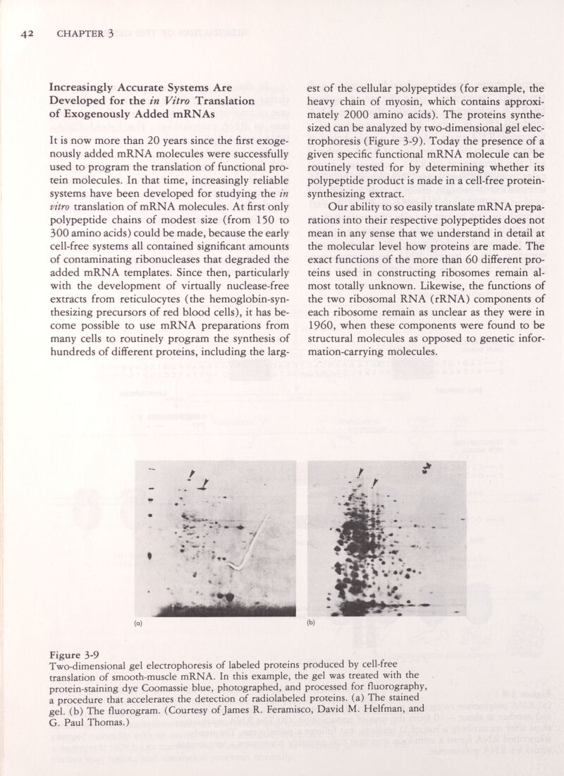 CHAPTER 3 Increasingly Accurate Systems Are Developed for the in Vitro Translation of Exogenously Added mRNAs It is now more than 20 years since the first exoge¬ nously added mRNA molecules were successfully used to program the translation of functional pro¬ tein molecules. In that time, increasingly reliable systems have been developed for studying the in vitro translation of mRNA molecules. At first only polypeptide chains of modest size (from 150 to 300 amino acids) could be made, because the early cell-free systems all contained significant amounts of contaminating ribonucleases that degraded the added mRNA templates. Since then, particularly with the development of virtually nuclease-free extracts from reticulocytes (the hemoglobin-syn¬ thesizing precursors of red blood cells), it has be¬ come possible to use mRNA preparations from many cells to routinely program the synthesis of hundreds of different proteins, including the larg¬ est of the cellular polypeptides (for example, the heavy chain of myosin, which contains approxi¬ mately 2000 amino acids). The proteins synthe¬ sized can be analyzed by two-dimensional gel elec¬ trophoresis (Figure 3-9). Today the presence of a given specific functional mRNA molecule can be routinely tested for by determining whether its polypeptide product is made in a cell-free protein- synthesizing extract. Our ability to so easily translate mRNA prepa¬ rations into their respective polypeptides does not mean in any sense that we understand in detail at the molecular level how proteins are made. The exact functions of the more than 60 different pro¬ teins used in constructing ribosomes remain al¬ most totally unknown. Likewise, the functions of the two ribosomal RNA (rRNA) components of each ribosome remain as unclear as they were in I960, when these components were found to be structural molecules as opposed to genetic infor¬ mation-carrying molecules. Figure 3-9 Two-dimensional gel electrophoresis of labeled proteins produced by cell-free translation of smooth-muscle mRNA. In this example, the gel was treated with the protein-staining dye Coomassie blue, photographed, and processed for fluorography, a procedure that accelerates the detection of radiolabeled proteins, (a) The stained gel. (b) The fluorogram. (Courtesy of James R. Feramisco, David M. Helfman, and G. Paul Thomas.)