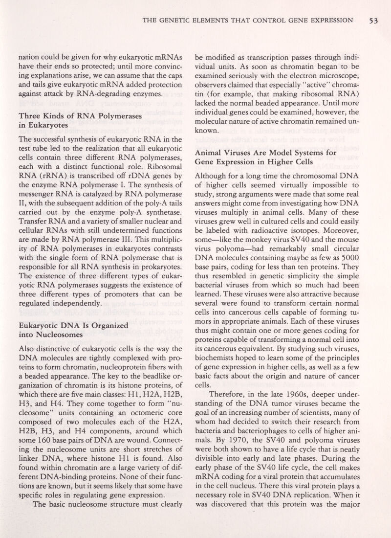 THE GENETIC ELEMENTS THAT CONTROL GENE EXPRESSION nation could be given for why eukaryotic mRNAs have their ends so protected; until more convinc¬ ing explanations arise, we can assume that the caps and tails give eukaryotic mRNA added protection against attack by RNA-degrading enzymes. Three Kinds of RNA Polymerases in Eukaryotes The successful synthesis of eukaryotic RNA in the test tube led to the realization that all eukaryotic cells contain three different RNA polymerases, each with a distinct functional role. Ribosomal RNA (rRNA) is transcribed off rDNA genes by the enzyme RNA polymerase I. The synthesis of messenger RNA is catalyzed by RNA polymerase II, with the subsequent addition of the poly-A tails carried out by the enzyme poly-A synthetase. Transfer RNA and a variety of smaller nuclear and cellular RNAs with still undetermined functions are made by RNA polymerase III. This multiplic¬ ity of RNA polymerases in eukaryotes contrasts with the single form of RNA polymerase that is responsible for all RNA synthesis in prokaryotes. The existence of three different types of eukar¬ yotic RNA polymerases suggests the existence of three different types of promoters that can be regulated independently. Eukaryotic DNA Is Organized into Nucleosomes Also distinctive of eukaryotic cells is the way the DNA molecules are tightly complexed with pro¬ teins to form chromatin, nucleoprotein fibers with a beaded appearance. The key to the beadlike or¬ ganization of chromatin is its histone proteins, of which there are five main classes: HI, H2A, H2B, H3, and H4. They come together to form nu- cleosome units containing an octomeric core composed of two molecules each of the H2A, H2B, H3, and H4 components, around which some 160 base pairs of DNA are wound. Connect¬ ing the nucleosome units are short stretches of linker DNA, where histone HI is found. Also found within chromatin are a large variety of dif¬ ferent DNA-binding proteins. None of their func¬ tions are known, but it seems likely that some have specific roles in regulating gene expression. The basic nucleosome structure must clearly be modified as transcription passes through indi¬ vidual units. As soon as chromatin began to be examined seriously with the electron microscope, observers claimed that especially active chroma¬ tin (for example, that making ribosomal RNA) lacked the normal beaded appearance. Until more individual genes could be examined, however, the molecular nature of active chromatin remained un¬ known. Animal Viruses Are Model Systems for Gene Expression in Higher Ceils Although for a long time the chromosomal DNA of higher cells seemed virtually impossible to study, strong arguments were made that some real answers might come from investigating how DNA viruses multiply in animal cells. Many of these viruses grew well in cultured cells and could easily be labeled with radioactive isotopes. Moreover, some—like the monkey virus SV40 and the mouse virus polyoma—had remarkably small circular DNA molecules containing maybe as few as 5000 base pairs, coding for less than ten proteins. They thus resembled in genetic simplicity the simple bacterial viruses from which so much had been learned. These viruses were also attractive because several were found to transform certain normal cells into cancerous cells capable of forming tu¬ mors in appropriate animals. Each of these viruses thus might contain one or more genes coding for proteins capable of transforming a normal cell into its cancerous equivalent. By studying such viruses, biochemists hoped to learn some of the principles of gene expression in higher cells, as well as a few basic facts about the origin and nature of cancer cells. Therefore, in the late 1960s, deeper under¬ standing of the DNA tumor viruses became the goal of an increasing number of scientists, many of whom had decided to switch their research from bacteria and bacteriophages to cells of higher ani¬ mals. By 1970, the SV40 and polyoma viruses were both shown to have a life cycle that is neatly divisible into early and late phases. During the early phase of the SV40 life cycle, the cell makes mRNA coding for a viral protein that accumulates in the cell nucleus. There this viral protein plays a necessary role in SV40 DNA replication. When it was discovered that this protein was the major