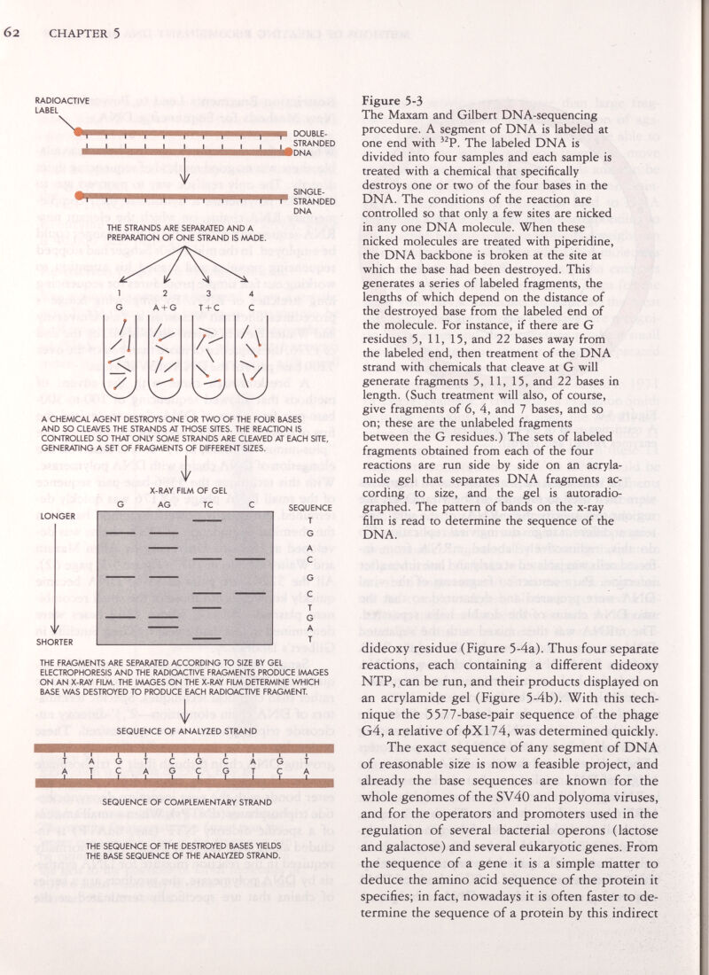 CHAPTER 5 RADIOACTIVE LABEL V !■ DOUBLE- 1 STRANDED MDNA THE STRANDS ARE SEPARATED AND A PREPARATION OF ONE STRAND IS AAADE. SINGLE- STRANDED DNA A CHEMICAL AGENT DESTROYS ONE OR TWO OF THE FOUR BASES AND SO CLEAVES THE STRANDS AT THOSE SITES. THE REACTION IS CONTROLLED SO THAT ONLY SOME STRANDS ARE CLEAVED AT EACH SITE, GENERATING A SET OF FRAGMENTS OF DIFFERENT SIZES. i X-RAY FILM OF GEL LONGER Y SHORTER THE FRAGMENTS ARE SEPARATED ACCORDING TO SIZE BY GEL ELECTROPHORESIS AND THE RADIOACTIVE FRAGMENTS PRODUCE IMAGES ON AN X-RAY FILM. THE IMAGES ON THE X-RAY FILM DETERMINE WHICH BASE WAS DESTROYED TO PRODUCE EACH RADIOACTIVE FRAGMENT. I SEQUENCE OF ANALYZED STRAND T A A T G С T A С G G С С G G С SEQUENCE OF COMPLEMENTARY STRAND THE SEQUENCE OF THE DESTROYED BASES YIELDS THE BASE SEQUENCE OF THE ANALYZED STRAND. Figure 5-3 The Maxam and Gilbert DNA-sequencing procedure. A segment of DNA is labeled at one end with The labeled DNA is divided into four samples and each sample is treated with a chemical that specifically destroys one or two of the four bases in the DNA. The conditions of the reaction are controlled SO that only a few sites are nicked in any one DNA molecule. When these nicked molecules are treated with piperidine, the DNA backbone is broken at the site at which the base had been destroyed. This generates a series of labeled fragments, the lengths of which depend on the distance of the destroyed base from the labeled end of the molecule. For instance, if there are G residues 5, 11, 15, and 22 bases away from the labeled end, then treatment of the DNA strand with chemicals that cleave at G will generate fragments 5, 11, 15, and 22 bases in length. (Such treatment will also, of course, give fragments of 6, 4, and 7 bases, and so on; these are the unlabeled fragments between the G residues.) The sets of labeled fragments obtained from each of the four reactions are run side by side on an acryla- mide gel that separates DNA fragments ac¬ cording to size, and the gel is autoradio- graphed. The pattern of bands on the x-ray film is read to determine the sequence of the DNA. dideoxy residue (Figure 5-4a). Thus four separate reactions, each containing a different dideoxy NTP, can be run, and their products displayed on an acrylamide gel (Figure 5-4b). With this tech¬ nique the 5577-base-pair sequence of the phage G4, a relative of фХ174, was determined quickly. The exact sequence of any segment of DNA of reasonable size is now a feasible project, and already the base sequences are known for the whole genomes of the SV40 and polyoma viruses, and for the operators and promoters used in the regulation of several bacterial opérons (lactose and galactose) and several eukaryotic genes. From the sequence of a gene it is a simple matter to deduce the amino acid sequence of the protein it specifies; in fact, nowadays it is often faster to de¬ termine the sequence of a protein by this indirect