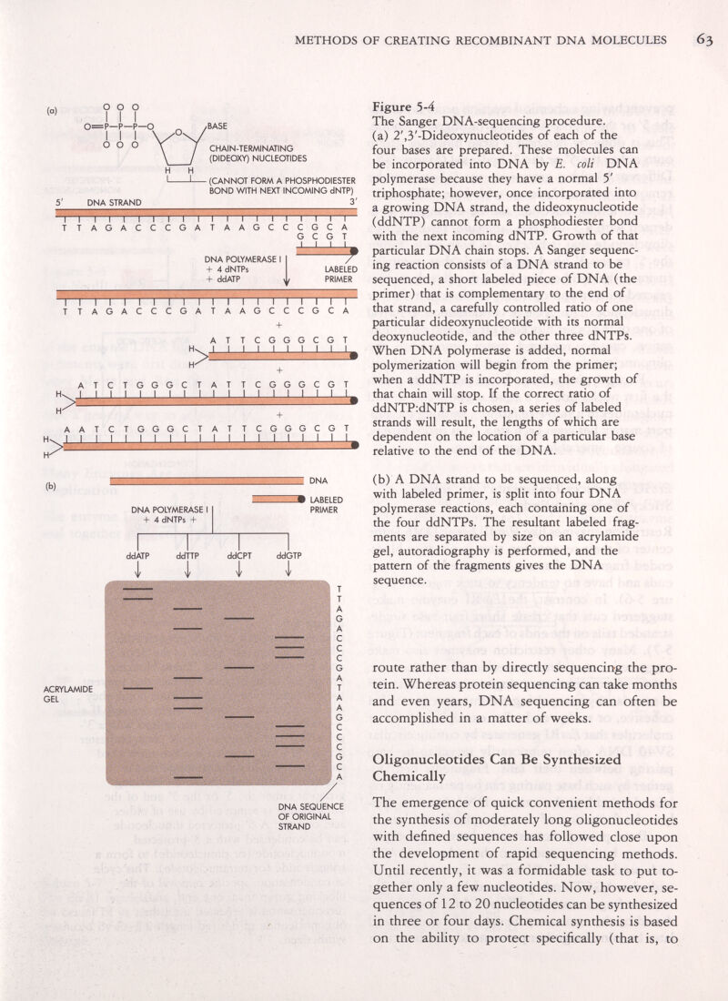 METHODS OF CREATING RECOMBINANT DNA MOLECULES (o) ООО > I I I 0=P—P—P—О III' ООО ) ^ /BASE V V \ / CHAIh DNA STRAND CHAIN-TERMINATING \ / (DIDEOXY) NUCLEOTIDES H H I 1 (CANNOT FORM A PHOSPHODIESTER BOND WITH NEXT INCOMING dNTP) 3' T—Г T T G С С DNA POLYMERASE I + 4 dNTPs + ddATP LABELED PRIMER TTAGACCCG А А T с G G п—I—Г~1—Г А G С С С А Т Т С G G С С Т А Т Т С + G G G T С T A T T G + G G G С G T Л Figure 5-4 The Sanger DNA-sequencing procedure, (a) 2',3'-Dideoxynucleotides of each of the four bases are prepared. These molecules can be incorporated into DNA by E. colt DNA polymerase because they have a normal 5' triphosphate; however, once incorporated into a growing DNA strand, the dideoxynucleotide (ddNTP) cannot form a phosphodiester bond with the next incoming dNTP. Growth of that particular DNA chain stops. A Sanger sequenc¬ ing reaction consists of a DNA strand to be sequenced, a short labeled piece of DNA (the primer) that is complementary to the end of that strand, a carefully controlled ratio of one particular dideoxynucleotide with its normal deoxynucleotide, and the other three dNTPs. When DNA polymerase is added, normal polymerization will begin from the primer; when a ddNTP is incorporated, the growth of that chain will stop. If the correct ratio of ddNTP:dNTP is chosen, a series of labeled strands will result, the lengths of which are dependent on the location of a particular base relative to the end of the DNA. (Ь) - DNA DNA POLYMERASE I + 4 dNTPs + Ш LABELED PRIMER ddATP ddnp ddCPT ddGTP nJ, Ji ACRYLAMIDE GEL  ■ Ì =J DNA SEQUENCE OF ORIGINAL STRAND Act (b) А DNA Strand to be sequenced, along with labeled primer, is split into four DNA polymerase reactions, each containing one of the four ddNTPs. The resultant labeled frag¬ ments are separated by size on an acrylamide gel, autoradiography is performed, and the pattern of the fragments gives the DNA sequence. route rather than by directly sequencing the pro¬ tein. Whereas protein sequencing can take months and even years, DNA sequencing can often be accomplished in a matter of weeks. Oligonucleotides Can Be Synthesized Chemically The emergence of quick convenient methods for the synthesis of moderately long oligonucleotides with defined sequences has followed close upon the development of rapid sequencing methods. Until recently, it was a formidable task to put to¬ gether only a few nucleotides. Now, however, se¬ quences of 12 to 20 nucleotides can be synthesÌ2ed in three or four days. Chemical synthesis is based on the ability to protect specifically (that is, to