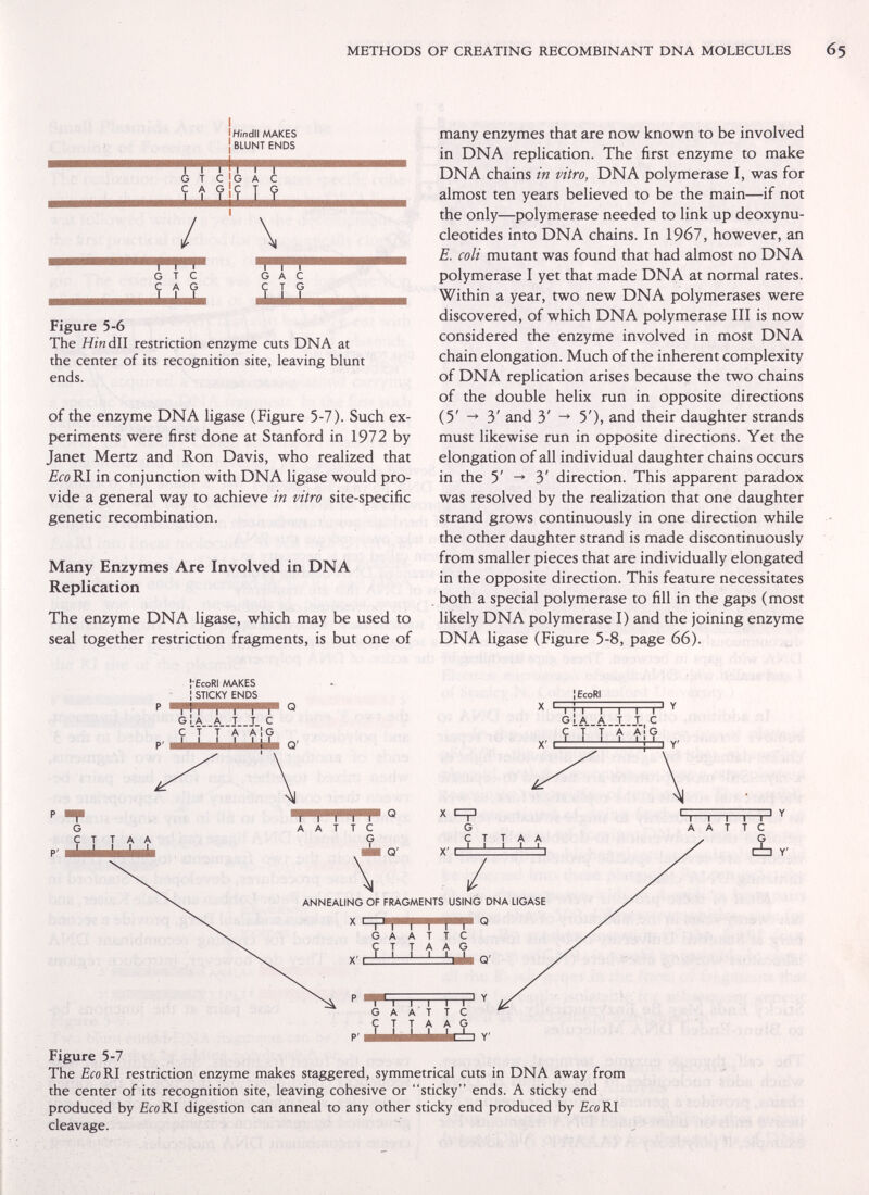 METHODS OF CREATING RECOMBINANT DNA MOLECULES I i Hindi! MAKES ¡ BLUNT ENDS I I Ml I I G T С G A С С A G |C T G / ' \       I  G T с G A С ^ ^ Figure 5-6 The Hinàll restriction enzyme cuts DNA at the center of its recognition site, leaving blunt ends. of the enzyme DNA ligase (Figure 5-7). Such ex¬ periments were first done at Stanford in 1972 by Janet Mertz and Ron Davis, who realized that jBcoRI in conjunction with DNA ligase would pro¬ vide a general way to achieve in vitro site-specific genetic recombination. Many Enzymes Are Involved in DNA Replication The enzyme DNA ligase, which may be used to seal together restriction fragments, is but one of many enzymes that are now known to be involved in DNA replication. The first enzyme to make DNA chains in vitro, DNA polymerase I, was for almost ten years believed to be the main—if not the only—polymerase needed to link up deoxynu- cleotides into DNA chains. In 1967, however, an E. coli mutant was found that had almost no DNA polymerase I yet that made DNA at normal rates. Within a year, two new DNA polymerases were discovered, of which DNA polymerase III is now considered the enzyme involved in most DNA chain elongation. Much of the inherent complexity of DNA replication arises because the two chains of the double helix run in opposite directions (5' 3' and 3' ^ 5'), and their daughter strands must likewise run in opposite directions. Yet the elongation of all individual daughter chains occurs in the 5' 3' direction. This apparent paradox was resolved by the realization that one daughter strand grows continuously in one direction while the other daughter strand is made discontinuously from smaller pieces that are individually elongated in the opposite direction. This feature necessitates both a special polymerase to fill in the gaps (most likely DNA polymerase I) and the joining enzyme DNA ligase (Figure 5-8, page 66). t'EcoRI /MKES I STICKY ENDS l|l M I I gIa a t j с с T't a a Ig  I Il Ili ' • lEcoRI TTC annealing of fragments using dna ligase G A A t t С CT T А А G I I I I I I ^ РЧ-T—I I I ' ^ G A A T T С С T T A A G Figure 5-7 The ifoRI restriction enzyme makes staggered, symmetrical cuts in DNA away from the center of its recognition site, leaving cohesive or sticky ends. A sticky end produced by EcoRI digestion can anneal to any other sticky end produced by Eco Rl cleavage.