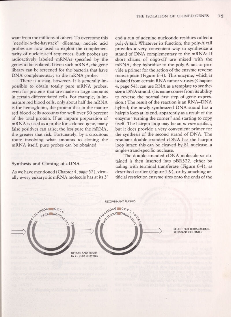 THE ISOLATION OF CLONED GENES 7 5 want from the millions of others. To overcome this needle-in-the-haystack dilemma, nucleic acid probes are now used to exploit the complemen¬ tarity of nucleic acid sequences. Such probes are radioactively labeled mRNAs specified by the genes to be isolated. Given such mRNA, the gene library can be screened for the bacteria that have DNA complementary to the mRNA probe. There is a snag, however. It is generally im¬ possible to obtain totally pure mRNA probes, even for proteins that are made in large amounts in certain differentiated cells. For example, in im¬ mature red blood cells, only about half the mRNA is for hemoglobin, the protein that in the mature red blood cells accounts for well over 90 percent of the total protein. If an impure preparation of mRNA is used as a probe for a cloned gene, many false positives can arise; the less pure the mRNA, the greater that risk. Fortunately, by a circuitous route involving what amounts to cloning the mRNA itself, pure probes can be obtained. Synthesis and Cloning of cDNA As we have mentioned (Chapter 4, page 52), virtu¬ ally every eukaryotic mRNA molecule has at its 3' end a run of adenine nucleotide residues called a poly-A tail. Whatever its function, the poly-A tail provides a very convenient way to synthesize a strand of DNA complementary to the mRNA; If short chains of oligo-dT are mixed with the mRNA, they hybridize to the poly-A tail to pro¬ vide a primer for the action of the enzyme reverse transcriptase (Figure 6-3). This enzyme, which is isolated from certain RNA tumor viruses (Chapter 4, page 54), can use RNA as a template to synthe¬ size a DNA strand. (Its name comes from its ability to reverse the normal first step of gene expres¬ sion.) The result of the reaction is an RNA-DNA hybrid; the newly synthesized DNA strand has a hairpin loop at its end, apparently as a result of the enzyme turning the corner and starting to copy itself. The hairpin loop may be an in vitro artifact, but it does provide a very convenient primer for the synthesis of the second strand of DNA. The resultant double-stranded cDNA has the hairpin loop intact; this can be cleaved by SI nuclease, a single-strand-specific nuclease. The double-stranded cDNA molecule so ob¬ tained is then inserted into pBR322, either by tailing with terminal transferase (Figure 6-4), as described earlier (Figure 5-9), or by attaching ar¬ tificial restriction enzyme sites onto the ends of the RECOMBINANT PLASMID ^оо^шссс^ ooomcc^ if % О SELECT FOR TETRACYCLINE- RESiSTANT COLONIES UPTAKE AND REPAIR BY E. COU ENZYMES