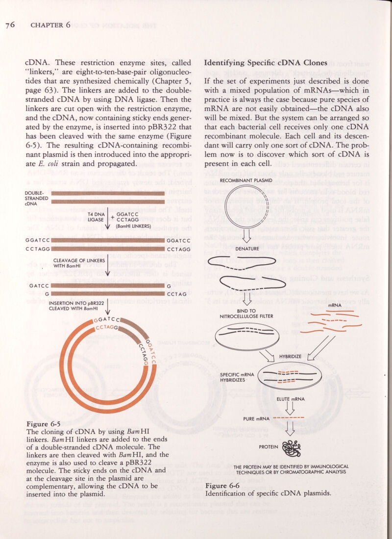 CHAPTER 6 cDNA. These restriction enzyme sites, called linkers, are eight-to-ten-base-pair oligonucleo¬ tides that are synthesized chemically (Chapter 5, page 63). The linkers are added to the double- stranded cDNA by using DNA ligase. Then the linkers are cut open with the restriction enzyme, and the cDNA, now containing sticky ends gener¬ ated by the enzyme, is inserted into pBR322 that has been cleaved with the same enzyme (Figure 6-5). The resulting cDNA-containing recombi¬ nant plasmid is then introduced into the appropri¬ ate E. coli strain and propagated. Identifying Specific cDNA Clones If the set of experiments just described is done with a mixed population of mRNAs—which in practice is always the case because pure species of mRNA are not easily obtained—the cDNA also will be mixed. But the system can be arranged so that each bacterial cell receives only one cDNA recombinant molecule. Each cell and its descen¬ dant will carry only one sort of cDNA. The prob¬ lem now is to discover which sort of cDNA is present in each cell. RECOMBINANT PLASMID DOUBLE- STRANDED cDNA GGATCC CCTAGG GATCC G GGATCC CCTAGG G CCTAG INSERTION INTO pBR322 CLEAVED WITH Bam HI Figure 6-5 The cloning of cDNA by using BamYil linkers. BamYil linkers are added to the ends of a double-stranded cDNA molecule. The linkers are then cleaved with BamYil, and the enzyme is also used to cleave a pBR322 molecule. The sticky ends on the cDNA and at the cleavage site in the plasmid are complementary, allowing the cDNA to be inserted into the plasmid. DENATURE SPECIFIC mRNA HYBRIDIZES ELUTE mRNA PURE mRNA u I] PROTEIN THE PROTEIN MAY BE IDENTIFIED BY lAAMUNOLOGICAL TECHNIQUES OR BY CHROAAATOGRAPHIC ANALYSIS Figure 6-6 Identification of specific cDNA plasmids.