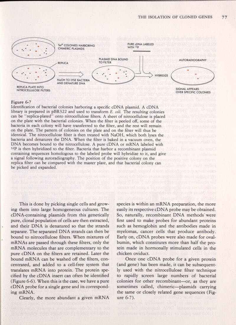 THE ISOLATION OF CLONED GENES REPLICA PLATE INTO NITROCELLULOSE FILTERS Tet COLONIES HARBORING CHIMERIC PLASMIDS REPLICA NaOH TO LYSE BACTERIA AND DENATURE DNA PURE cDNA LABELED WITH з^Р PLASMID DNA BOUND TO FILTER HYBRIDIZE AUTORADIOGRAPHY SIGNAL APPEARS OVER SPECIFIC COLONIES Figure 6-7 Identification of bacterial colonies harboring a specific cDNA plasmid. A cDNA library is prepared in pBR322 and used to transform E, coli. The resulting colonies can be replica-plated onto nitrocellulose filters. A sheet of nitrocellulose is placed on the plate with the bacterial colonies. When the filter is peeled off, some of the bacteria in each colony will have transferred to the filter, and the rest will remain on the plate. The pattern of colonies on the plate and on the filter will thus be identical. The nitrocellulose filter is then treated with NaOH, which both lyses the bacteria and denatures the DNA. When the filter is baked in a vacuum oven, the DNA becomes bound to the nitrocellulose. A pure cDNA or mRNA labeled with is then hybridized to the filter. Bacteria that harbor a recombinant plasmid containing sequences homologous to the labeled probe will hybridize to it, and give a signal following autoradiography. The position of the positive colony on the replica filter can be compared with the master plate, and that bacterial colony can be picked and expanded. This is done by picking single cells and grow¬ ing them into large homogeneous cultures. The cDNA-containing plasmids from this genetically pure, clonal population of cells are then extracted, and their DNA is denatured so that the strands separate. The separated DNA strands can then be bound to nitrocellulose filters. When mixtures of mRNAs are passed through these filters, only the mRNA molecules that are complementary to the pure cDNA on the filters are retained. Later the bound mRNA can be washed ofF the filters, con¬ centrated, and added to a cell-free system that translates mRNA into protein. The protein spe¬ cified by the cDNA insert can often be identified (Figure 6-6). When this is the case, we have a pure cDNA probe for a single gene and its correspond¬ ing mRNA. Clearly, the more abundant a given mRNA species is within an mRNA preparation, the more easily its respective cDNA probe may be obtained. So, naturally, recombinant DNA methods were first used to make probes for abundant proteins such as hemoglobin and the antibodies made in myelomas, cancer cells that produce antibody. Early on, cDNA probes were also made for oval¬ bumin, which constitutes more than half the pro¬ tein made in hormonally stimulated cells in the chicken oviduct. Once one cDNA probe for a given protein (and gene) has been made, it can be subsequent¬ ly used with the nitrocellulose filter technique to rapidly screen large numbers of bacterial colonies for other recombinant—or, as they are sometimes called, chimeric—plasmids carrying the same or closely related gene sequences (Fig¬ ure 6-7).