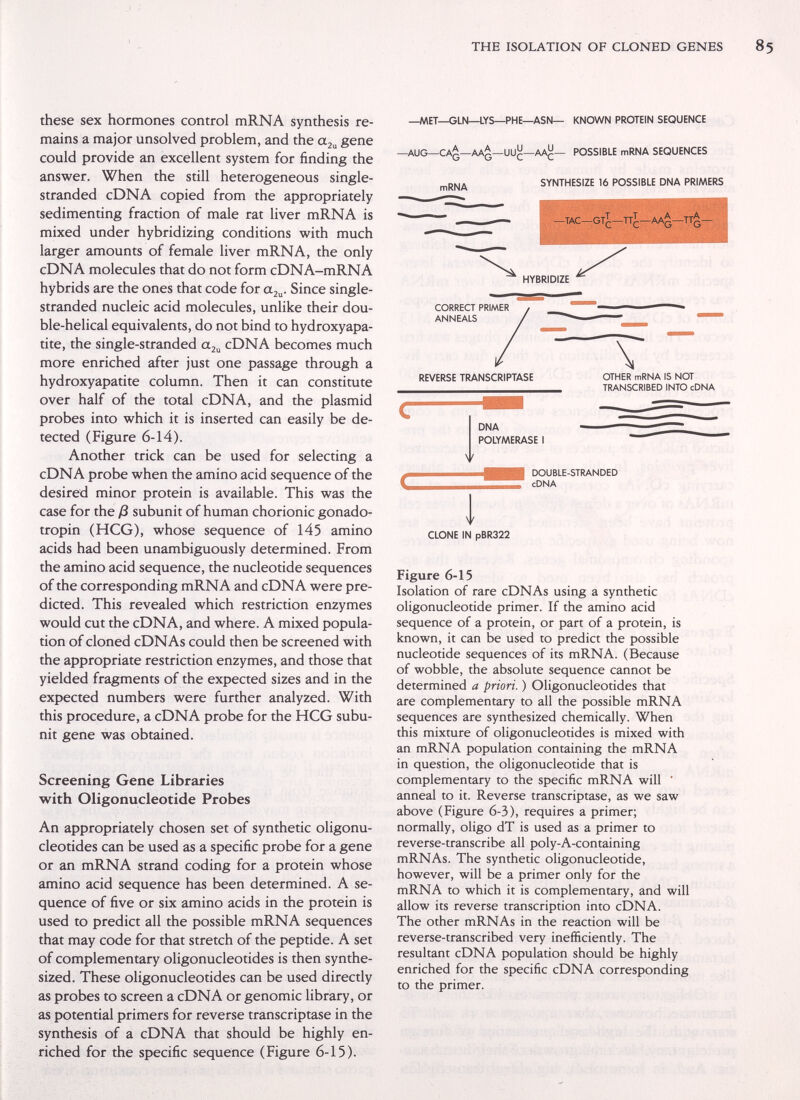 THE ISOLATION OF CLONED GENES these sex hormones control mRNA synthesis re¬ mains a major unsolved problem, and the gene could provide an excellent system for finding the answer. When the still heterogeneous single- stranded cDNA copied from the appropriately sedimenting fraction of male rat liver mRNA is mixed under hybridizing conditions with much larger amounts of female liver mRNA, the only cDNA molecules that do not form cDNA-mRNA hybrids are the ones that code for азц. Since single- stranded nucleic acid molecules, unlike their dou¬ ble-helical equivalents, do not bind to hydroxyapa- tite, the single-stranded cDNA becomes much more enriched after just one passage through a hydroxyapatite column. Then it can constitute over half of the total cDNA, and the plasmid probes into which it is inserted can easily be de¬ tected (Figure 6-14). Another trick can be used for selecting a cDNA probe when the amino acid sequence of the desired minor protein is available. This was the case for the ß subunit of human chorionic gonado¬ tropin (HCG), whose sequence of 145 amino acids had been unambiguously determined. From the amino acid sequence, the nucleotide sequences of the corresponding mRNA and cDNA were pre¬ dicted. This revealed which restriction enzymes would cut the cDNA, and where. A mixed popula¬ tion of cloned cDNAs could then be screened with the appropriate restriction enzymes, and those that yielded fragments of the expected sizes and in the expected numbers were further analyzed. With this procedure, a cDNA probe for the HCG subu- nit gene was obtained. Screening Gene Libraries with Oligonucleotide Probes An appropriately chosen set of synthetic oligonu¬ cleotides can be used as a specific probe for a gene or an mRNA strand coding for a protein whose amino acid sequence has been determined. A se¬ quence of five or six amino acids in the protein is used to predict all the possible mRNA sequences that may code for that stretch of the peptide. A set of complementary oligonucleotides is then synthe¬ sized. These oligonucleotides can be used directly as probes to screen a cDNA or genomic library, or as potential primers for reverse transcriptase in the synthesis of a cDNA that should be highly en¬ riched for the specific sequence (Figure 6-15). —MET—GLN—LYS—PHE—ASN— KNOWN PROTEIN SEQUENCE -AUG—CA¿—AA¿—UU^—AA^— POSSIBLE mRNA SEQUENCES SYNTHESIZE 16 POSSIBLE DNA PRIMERS HYBRIDIZE CORRECT PRIMER ANNEALS REVERSE TRANSCRIPTASE \ OTHER mRNA IS NOT TRANSCRIBED INTO cDNA N' DNA POLYMERASE I DOUBLE-STRANDED cDNA У CLONE IN pBR322 Figure 6-15 Isolation of rare cDNAs using a synthetic oligonucleotide primer. If the amino acid sequence of a protein, or part of a protein, is known, it can be used to predict the possible nucleotide sequences of its mRNA. (Because of wobble, the absolute sequence cannot be determined a priori. ) Oligonucleotides that are complementary to all the possible mRNA sequences are synthesized chemically. When this mixture of oligonucleotides is mixed with an mRNA population containing the mRNA in question, the oligonucleotide that is complementary to the specific mRNA will ' anneal to it. Reverse transcriptase, as we saw above (Figure 6-3), requires a primer; normally, oligo dT is used as a primer to reverse-transcribe all poly-A-containing mRNAs. The synthetic oligonucleotide, however, will be a primer only for the mRNA to which it is complementary, and will allow its reverse transcription into cDNA. The other mRNAs in the reaction will be reverse-transcribed very inefficiently. The resultant cDNA population should be highly enriched for the specific cDNA corresponding to the primer.