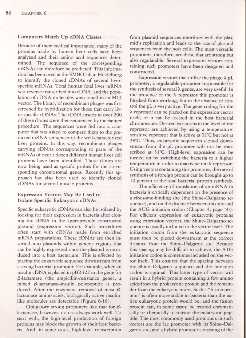 CHAPTER 6 Computers Match Up cDNA Classes Because of their medical importance, many of the proteins made by human liver cells have been analyzed and their amino acid sequences deter¬ mined. The sequence of the corresponding mRNAs can therefore be predicted. This informa¬ tion has been used at the EMBO lab in Heidelberg to identify the cloned cDNAs of several liver- specific mRNAs. Total human fetal liver mRNA was reverse-transcribed into cDNA, and the popu¬ lation of cDNA molecules was cloned in an Ml3 vector. The library of recombinant phages was first screened by hybridization for those that carry liv¬ er-specific cDNAs. The cDNA inserts in over 200 of these clones were then sequenced by the Sanger procedure. The sequences were fed into a com¬ puter that was asked to compare them to the pre¬ dicted mRNA sequences of the well-characterized liver proteins. In this way, recombinant phages carrying cDNAs corresponding to parts of the mRNAs of over a dozen different human liver cell proteins have been identified. These clones are now being used as specific probes for the corre¬ sponding chromosomal genes. Recently this ap¬ proach has also been used to identify cloned cDNAs for several muscle proteins. Expression Vectors May Be Used to Isolate Specific Eukaryotic cDNAs Specific eukaryotic cDNAs can also be isolated by looking for their expression in bacteria after clon¬ ing the cDNA in the appropriately constructed plasmid (expression vector). Such procedures often start with cDNAs made from enriched mRNA preparations. These cDNAs are then in¬ serted into Plasmids within genetic regions that can be highly expressed once the plasmid is intro¬ duced into a host bacterium. This is effected by placing the eukaryotic sequence downstream from a strong bacterial promoter. For example, when an insulin cDNA is placed in pBR322 in the gene for /3-lactamase (the ampicillin-resistance gene), a mixed y8-lactamase-insulin polypeptide is pro¬ duced. After the enzymatic removal of most ß- lactamase amino acids, biologically active insulin¬ like molecules are detectable (Figure 6-16). Obligatory strong promoters like that for ß- lactamase, however, do not always work well. To start with, the high-level production of foreign proteins may block the growth of their host bacte¬ ria. And, in some cases, high-level transcription from plasmid sequences interferes with the plas- mid's replication and leads to the loss of plasmid sequences from the host cells. The most versatile promoters, therefore, are those that are strong but also regulatable. Several expression vectors con¬ taining such promoters have been designed and constructed. Expression vectors that utilize the phage X pL promoter, a regulatable promoter responsible for the synthesis of several À genes, are very useful. In the presence of the \ repressor this promoter is blocked from working, but in the absence of con¬ trol the pL is very active. The gene coding for the Â, repressor can be placed on the expression vector itself, or it can be located in the host bacterial chromosome. Desired variations in the level of the repressor are achieved by using a temperature- sensitive repressor that is active at 3 ГС but not at 38°C. Thus, eukaryotic sequences cloned down¬ stream from the pL promoter will not be tran¬ scribed at 31°C. High-level expression can be turned on by switching the bacteria to a higher temperature in order to inactivate the X repressor. Using vectors containing this promoter, the rate of synthesis of a foreign protein can be brought up to 10 percent of the total bacterial protein synthesis. The efficiency of translation of an mRNA in bacteria is critically dependent on the presence of a ribosome-binding site (the Shine-Dalgarno se¬ quence), and on the distance between this site and the AUG initiation codon (Chapter 4, page 50). For efficient expression of eukaryotic proteins using expression vectors, the Shine-Dalgarno se¬ quence is usually included in the vector itself. The initiation codon from the eukaryotic sequence must then be placed downstream at the correct distance from the Shine-Dalgarno site. Because this spacing may be difficult to achieve, the ATG initiation codon is sometimes included on the vec¬ tor itself. This ensures that the spacing between the Shine-Dalgarno sequence and the initiation codon is optimal. This latter type of vector will result in a hybrid protein containing a few amino acids from the prokaryotic protein and the remain¬ der from the eukaryotic insert. Such a fusion pro¬ tein is often more stable in bacteria than the na¬ tive eukaryotic protein would be, and the fusion protein can, in some cases, be treated enzymati- cally or chemically to release the eukaryotic pep¬ tide. The most commonly used promoters in such vectors are the lac promoter with its Shine-Dal¬ garno site, and a hybrid promoter consisting of the