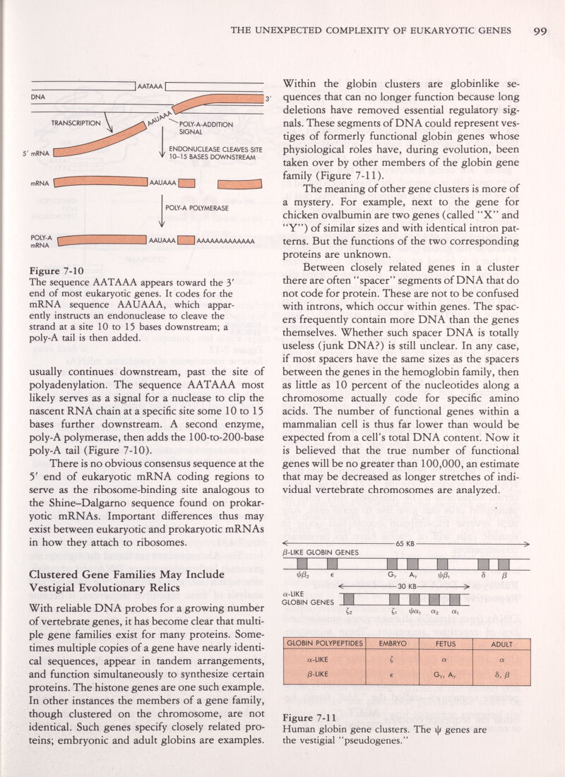 THE UNEXPECTED COMPLEXITY OF EUKARYOTIC GENES AATAAAl DNA TRANSCRIPTION 5' mRNA ^POLY-A-ADDITION SIGNAL ENDONUCLEASE CLEAVES SITE » 10-15 BASES DOWNSTREAM mRNA ^ ¡AAUAAAl POLY-A POLYMERASE Î AAUAAA^MAAAAAAAAAAAAA Figure 7-10 The sequence A ATA A A appears toward the 3' end of most eukaryotic genes. It codes for the mRNA sequence AAUAAA, which appar¬ ently instructs an endonuclease to cleave the strand at a site 10 to 15 bases downstream; a poly-A tail is then added. usually continues downstream, past the site of polyadenylation. The sequence A ATA A A most likely serves as a signal for a nuclease to clip the nascent RNA chain at a specific site some 10 to 15 bases further downstream. A second enzyme, poly-A polymerase, then adds the lOO-to-200-base poly-A tail (Figure 7-10). There is no obvious consensus sequence at the 5' end of eukaryotic mRNA coding regions to serve as the ribosome-binding site analogous to the Shine-Dalgarno sequence found on prokar- yotic mRNAs. Important differences thus may exist between eukaryotic and prokaryotic mRNAs in how they attach to ribosomes. Clustered Gene Families May Include Vestigial Evolutionary Relics With reliable DNA probes for a growing number of vertebrate genes, it has become clear that multi¬ ple gene families exist for many proteins. Some¬ times multiple copies of a gene have nearly identi¬ cal sequences, appear in tandem arrangements, and function simultaneously to synthesize certain proteins. The histone genes are one such example. In other instances the members of a gene family, though clustered on the chromosome, are not identical. Such genes specify closely related pro¬ teins; embryonic and adult globins are examples. Within the globin clusters are globinlike se¬ quences that can no longer function because long deletions have removed essential regulatory sig¬ nals. These segments of DNA could represent ves¬ tiges of formerly functional globin genes whose physiological roles have, during evolution, been taken over by other members of the globin gene family (Figure 7-11). The meaning of other gene clusters is more of a mystery. For example, next to the gene for chicken ovalbumin are two genes (called X and Y) of similar sizes and with identical intron pat¬ terns. But the functions of the two corresponding proteins are unknown. Between closely related genes in a cluster there are often spacer segments of DNA that do not code for protein. These are not to be confused with introns, which occur within genes. The spac¬ ers frequently contain more DNA than the genes themselves. Whether such spacer DNA is totally useless (junk DNA?) is still unclear. In any case, if most spacers have the same sizes as the spacers between the genes in the hemoglobin family, then as little as 10 percent of the nucleotides along a chromosome actually code for specific amino acids. The number of functional genes within a mammalian cell is thus far lower than would be expected from a cell's total DNA content. Now it is believed that the true number of functional genes will be no greater than 100,000, an estimate that may be decreased as longer stretches of indi¬ vidual vertebrate chromosomes are analyzed. /3-LIKE GLOBIN GENES -65 KB- -> € a-LIKE GLOBIN GENES Figure 7-11 Human globin gene clusters. The i|/ genes are the vestigial pseudogenes.