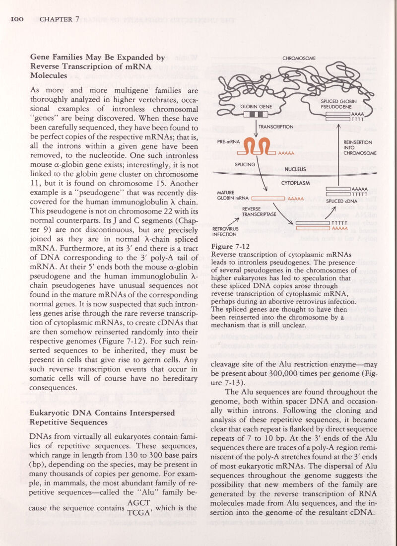 lOO CHAPTER 7 Gene Families May Be Expanded by Reverse Transcription of mRNA Molecules As more and more multigene families are thoroughly analyzed in higher vertebrates, occa¬ sional examples of intronless chromosomal genes are being discovered. When these have been carefully sequenced, they have been found to be perfect copies of the respective mRNAs; that is, all the introns within a given gene have been removed, to the nucleotide. One such intronless mouse a-globin gene exists; interestingly, it is not linked to the globin gene cluster on chromosome 11, but it is found on chromosome 15. Another example is a pseudogene that was recently dis¬ covered for the human immunoglobulin X chain. This pseudogene is not on chromosome 22 with its normal counterparts. Its J and С segments (Chap¬ ter 9) are not discontinuous, but are precisely joined as they are in normal X-chain spliced mRNA. Furthermore, at its 3' end there is a tract of DNA corresponding to the 3' poly-A tail of mRNA. At their 5' ends both the mouse a-globin pseudogene and the human immunoglobulin X- chain pseudogenes have unusual sequences not found in the mature mRNAs of the corresponding normal genes. It is now suspected that such intron¬ less genes arise through the rare reverse transcrip¬ tion of cytoplasmic mRNAs, to create cDNAs that are then somehow reinserted randomly into their respective genomes (Figure 7-12). For such rein¬ serted sequences to be inherited, they must be present in cells that give rise to germ cells. Any such reverse transcription events that occur in somatic cells will of course have no hereditary consequences. Eukaryotic DNA Contains Interspersed Repetitive Sequences DNAs from virtually all eukaryotes contain fami¬ lies of repetitive sequences. These sequences, which range in length from 130 to 300 base pairs (bp), depending on the species, may be present in many thousands of copies per genome. For exam¬ ple, in mammals, the most abundant family of re¬ petitive sequences—called the Alu family be- , . AGCT 1 • 1 • 1 cause the sequence contams  which is the CHROMOSOME TCGA' ]TTTTT ]AAAAA Figure 7-12 Reverse transcription of cytoplasmic mRNAs leads to intronless pseudogenes. The presence of several pseudogenes in the chromosomes of higher eukaryotes has led to speculation that these spliced DNA copies arose through reverse transcription of cytoplasmic mRNA, perhaps during an abortive retrovirus infection. The spliced genes are thought to have then been reinserted into the chromosome by a mechanism that is still unclear. cleavage site of the Alu restriction enzyme—may be present about 300,000 times per genome (Fig¬ ure 7-13). The Alu sequences are found throughout the genome, both within spacer DNA and occasion¬ ally within introns. Following the cloning and analysis of these repetitive sequences, it became clear that each repeat is flanked by direct sequence repeats of 7 to 10 bp. At the 3' ends of the Alu sequences there are traces of a poly-A region remi¬ niscent of the poly-A stretches found at the 3' ends of most eukaryotic mRNAs. The dispersal of Alu sequences throughout the genome suggests the possibility that new members of the family are generated by the reverse transcription of RNA molecules made from Alu sequences, and the in¬ sertion into the genome of the resultant cDNA.