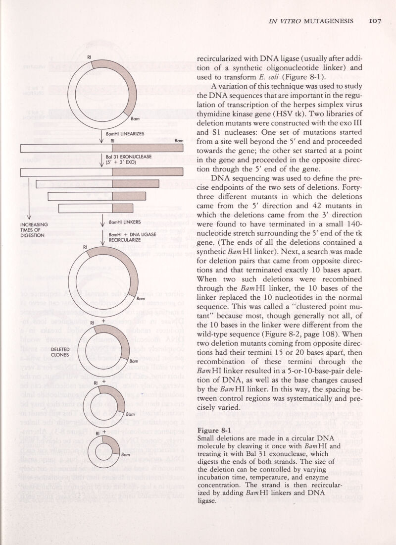 IN VITRO MUTAGENESIS IO7 Bam BomHI LINEARIZES RI Ват Bal 31 EXONUCLEASE (5' + 3' EXO) BamHI LINKERS BamHI + DNA LIGASE RECIRCULARIZE Ват recircularized with DNA ligase (usually after addi¬ tion of a synthetic oligonucleotide linker) and used to transform E. coli (Figure 8-1). A variation of this technique was used to study the DNA sequences that are important in the regu¬ lation of transcription of the herpes simplex virus thymidine kinase gene (HSV tk). Two libraries of deletion mutants were constructed with the exo III and SI nucleases: One set of mutations started from a site well beyond the 5' end and proceeded towards the gene; the other set started at a point in the gene and proceeded in the opposite direc¬ tion through the 5' end of the gene. DNA sequencing was used to define the pre¬ cise endpoints of the two sets of deletions. Forty- three different mutants in which the deletions came from the 5' direction and 42 mutants in which the deletions came from the 3' direction were found to have terminated in a small 140- nucleotide stretch surrounding the 5' end of the tk gene. (The ends of all the deletions contained a synthetic Bam¥{\ linker). Next, a search was made for deletion pairs that came from opposite direc¬ tions and that terminated exactly 10 bases apart. When two such deletions were recombined through the BamWl linker, the 10 bases of the linker replaced the 10 nucleotides in the normal sequence. This was called a clustered point mu¬ tant because most, though generally not all, of the 10 bases in the linker were different from the wild-type sequence (Figure 8-2, page 108). When two deletion mutants coming from opposite direc¬ tions had their termini 15 or 20 bases apart, then recombination of these termini through the BamYil linker resulted in a 5-or-lO-base-pair dele¬ tion of DNA, as well as the base changes caused by the Bam HI linker. In this way, the spacing be¬ tween control regions was systematically and pre¬ cisely varied. Figure 8-1 Small deletions are made in a circular DNA molecule by cleaving it once with BamHI and Bom treating it with Bal 31 exonuclease, which digests the ends of both strands. The size of the deletion can be controlled by varying incubation time, temperature, and enzyme concentration. The strand is then recircular¬ ized by adding BamWl linkers and DNA ligase.