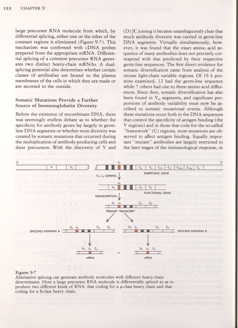 122 chapter 9 large precursor RNA molecule from which, by differential splicing, either one or the other of the constant regions is eliminated (Figure 9-7). This mechanism was confirmed with cDNA probes prepared from the appropriate mRNA. Differen¬ tial splicing of a common precursor RNA gener¬ ates two distinct heavy-chain mRNAs. A dual- splicing potential also determines whether certain classes of antibodies are bound to the plasma membranes of the cells in which they are made or are secreted to the outside. Somatic Mutations Provide a Further Source of Immunoglobulin Diversity Before the existence of recombinant DNA, there was seemingly endless debate as to whether the specificity for antibody genes lay largely in germ- line DNA segments or whether most diversity was created by somatic mutations that occurred during the multiplication of antibody-producing cells and their precursors. With the discovery of V and (D) JC joining it became unambiguously clear that much antibody diversity was carried in germ-line DNA segments. Virtually simultaneously, how¬ ever, it was found that the exact amino acid se¬ quence of many antibodies does not precisely cor¬ respond with that predicted by their respective germ-line sequences. The first direct evidence for somatic diversification came from analysis of the mouse light-chain variable regions. Of 19 A. pro¬ teins examined, 12 had the germ-line sequence while 7 others had one to three amino acid differ¬ ences. Since then, somatic diversification has also been found in segments, and significant pro¬ portions of antibody variability must now be as¬ cribed to somatic mutational events. Although these mutations occur both in the DNA sequences that control the specificity of antigen binding (the V regions) and in those that code for the so-called framework (C) regions, most mutations are ob¬ served to affect antigen binding. Equally impor¬ tant mutant antibodies are largely restricted to the later stages of the immunological response, in splicing pathway a ^ I ■ ■ ■ ■ Cm Vh-J„ joining I embryonic gene TTT transcription vh jh i functional gene c„ c. X i i i priaaary transcript / \ vh jh q cs ■ ■ ■ i i i' vh jh Cß cs i i г splicing pathway в Y vh jh сд V vh jh cs mRNA mRNA Figure 9-7 Alternative splicing can generate antibody molecules with different heavy-chain determinants. Here a large precursor RNA molecule is differentially spliced so as to produce two different kinds of RNA: that coding for a ja-class heavy chain and that coding for a S-class heavy chain.