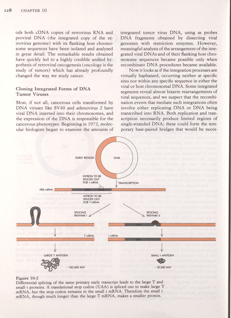 128 CHAPTER 10 ods both cDNA copies of retrovirus RNA and proviral DNA (the integrated copy of the re¬ trovirus genome) with its flanking host chromo¬ some sequences have been isolated and analyzed in great detail. The remarkable results obtained have quickly led to a highly credible unified hy¬ pothesis of retroviral oncogenesis (oncology is the study of tumors) which has already profoundly changed the way we study cancer. Cloning Integrated Forms of DNA Tumor Viruses Most, if not all, cancerous cells transformed by DNA viruses like SV40 and adenovirus 2 have viral DNA inserted into their chromosomes, and the expression of the DNA is responsible for the cancerous phenotypes. Beginning in 1972, molec¬ ular biologists began to examine the amounts of integrated tumor virus DNA, using as probes DNA fragments obtained by dissecting viral genomes with restriction enzymes. However, meaningful analysis of the arrangement of the inte¬ grated viral DNAs and of their flanking host chro¬ mosome sequences became possible only when recombinant DNA procedures became available. Now it looks as if the integration processes are virtually haphazard, occurring neither at specific sites nor within any specific sequence in either the viral or host chromosomal DNA. Some integrated segments reveal almost bizarre rearrangements of viral sequences, and we suspect that the recombi¬ nation events that mediate such integrations often involve either replicating DNA or DNA being transcribed into RNA. Both replication and tran¬ scription necessarily produce limited regions of single-stranded DNA; these could form the tem¬ porary base-paired bridges that would be neces- PRE-mRNA St* EARLY REGION INTRON TO BE SPLICED OUT FOR t mRNA X ^TRANSCRIPTION INTRON TO BE SPLICED OUT FOR T mRNA T mRNA LARGE T ANTIGEN -100,000 MW Y SMALL t ANTIGEN 18,000 MW Figure 10-2 Differential splicing of the same primary early transcript leads to the large T and small t proteins. A translational stop codon (UAA) is spliced out to make large T mRNA, but the stop codon remains in the small t mRNA. Therefore the small t mRNA, though much longer than the large T mRNA, makes a smaller protein.