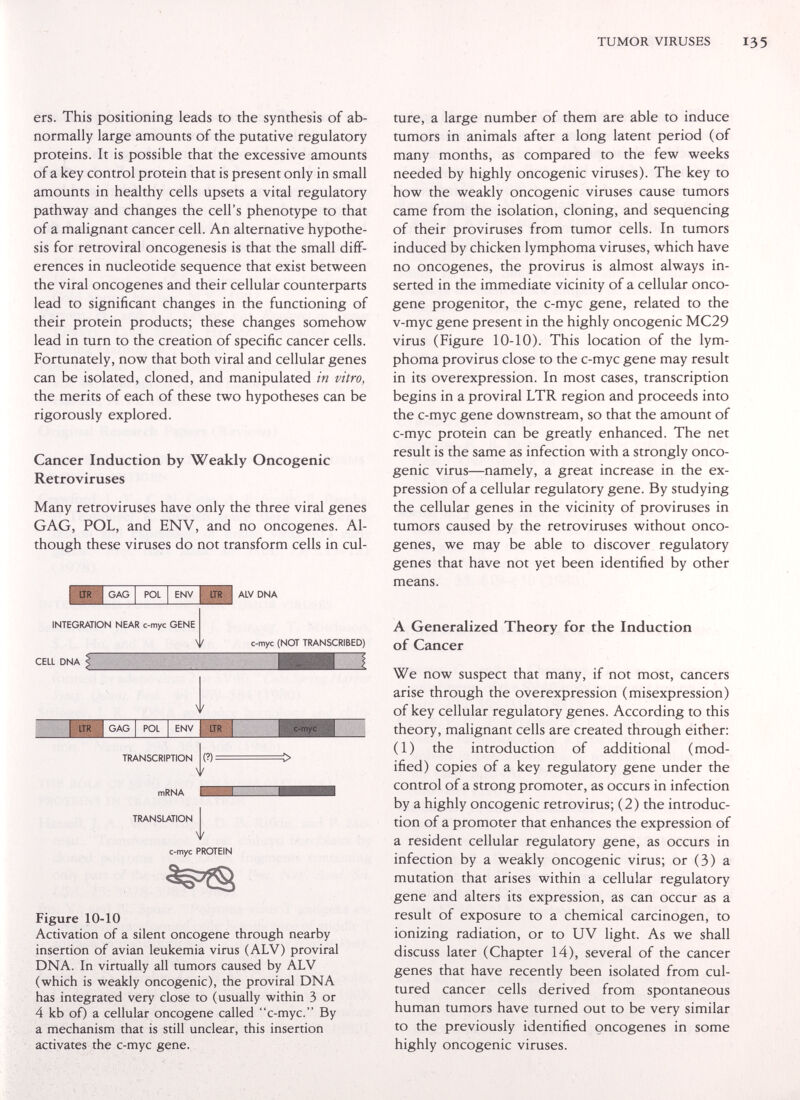 TUMOR VIRUSES I35 ers. This positioning leads to the synthesis of ab¬ normally large amounts of the putative regulatory proteins. It is possible that the excessive amounts of a key control protein that is present only in small amounts in healthy cells upsets a vital regulatory pathway and changes the cell's phenotype to that of a malignant cancer cell. An alternative hypothe¬ sis for retroviral oncogenesis is that the small diff¬ erences in nucleotide sequence that exist between the viral oncogenes and their cellular counterparts lead to significant changes in the functioning of their protein products; these changes somehow lead in turn to the creation of specific cancer cells. Fortunately, now that both viral and cellular genes can be isolated, cloned, and manipulated in vitro, the merits of each of these two hypotheses can be rigorously explored. Cancer Induction by Weakly Oncogenic Retroviruses Many retroviruses have only the three viral genes GAG, POL, and ENV, and no oncogenes. Al¬ though these viruses do not transform cells in cul- GAG POL ENV INTEGRATION NEAR c-myc GENE ALV DNA c-myc (NOT TRANSCRIBED) CELL DNA GAG POL ENV TRANSCRIPTION {?) = mRNA TRANSLATION Ч' c-myc PROTEIN Figure 10-10 Activation of a silent oncogene through nearby insertion of avian leukemia virus (ALV) proviral DNA. In virtually all tumors caused by ALV (which is weakly oncogenic), the proviral DNA has integrated very close to (usually within 3 or 4 kb oO a cellular oncogene called c-myc. By a mechanism that is still unclear, this insertion activates the c-myc gene. ture, a large number of them are able to induce tumors in animals after a long latent period (of many months, as compared to the few weeks needed by highly oncogenic viruses). The key to how the weakly oncogenic viruses cause tumors came from the isolation, cloning, and sequencing of their proviruses from tumor cells. In tumors induced by chicken lymphoma viruses, which have no oncogenes, the provirus is almost always in¬ serted in the immediate vicinity of a cellular onco¬ gene progenitor, the c-myc gene, related to the v-myc gene present in the highly oncogenic MC29 virus (Figure 10-10). This location of the lym¬ phoma provirus close to the c-myc gene may result in its overexpression. In most cases, transcription begins in a proviral LTR region and proceeds into the c-myc gene downstream, so that the amount of c-myc protein can be greatly enhanced. The net result is the same as infection with a strongly onco¬ genic virus—namely, a great increase in the ex¬ pression of a cellular regulatory gene. By studying the cellular genes in the vicinity of proviruses in tumors caused by the retroviruses without onco¬ genes, we may be able to discover regulatory genes that have not yet been identified by other means. A Generalized Theory for the Induction of Cancer We now suspect that many, if not most, cancers arise through the overexpression (misexpression) of key cellular regulatory genes. According to this theory, malignant cells are created through either: (1) the introduction of additional (mod¬ ified) copies of a key regulatory gene under the control of a strong promoter, as occurs in infection by a highly oncogenic retrovirus; (2) the introduc¬ tion of a promoter that enhances the expression of a resident cellular regulatory gene, as occurs in infection by a weakly oncogenic virus; or (3) a mutation that arises within a cellular regulatory gene and alters its expression, as can occur as a result of exposure to a chemical carcinogen, to ionizing radiation, or to UV light. As we shall discuss later (Chapter 14), several of the cancer genes that have recently been isolated from cul¬ tured cancer cells derived from spontaneous human tumors have turned out to be very similar to the previously identified oncogenes in some highly oncogenic viruses.