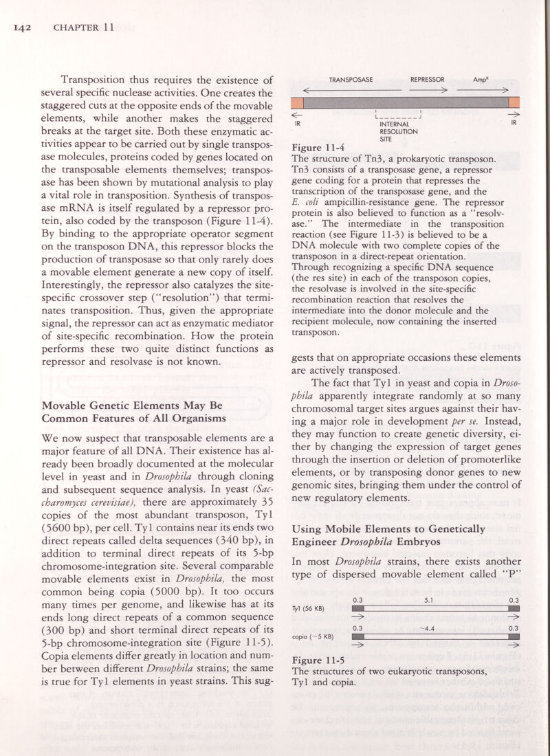 142 CHAPTER 11 Transposition thus requires the existence of several specific nuclease activities. One creates the staggered cuts at the opposite ends of the movable elements, while another makes the staggered breaks at the target site. Both these enzymatic ac¬ tivities appear to be carried out by single transpos- ase molecules, proteins coded by genes located on the transposable elements themselves; transpos- ase has been shown by mutational analysis to play a vital role in transposition. Synthesis of transpos- ase mRNA is itself regulated by a repressor pro¬ tein, also coded by the transposon (Figure 11-4). By binding to the appropriate operator segment on the transposon DNA, this repressor blocks the production of transposase so that only rarely does a movable element generate a new copy of itself. Interestingly, the repressor also catalyzes the site- specific crossover step (resolution) that termi¬ nates transposition. Thus, given the appropriate signal, the repressor can act as enzymatic mediator of site-specific recombination. How the protein performs these two quite distinct functions as repressor and resolvase is not known. Movable Genetic Elements May Be Common Features of All Organisms We now suspect that transposable elements are a major feature of all DNA. Their existence has al¬ ready been broadly documented at the molecular level in yeast and in Drosophila through cloning and subsequent sequence analysis. In yeast (Sac- charomyces cerevisiae), there are approximately 35 copies of the most abundant transposon, Tyl (5600 bp), per cell. Tyl contains near its ends two direct repeats called delta sequences (340 bp), in addition to terminal direct repeats of its 5-bp chromosome-integration site. Several comparable movable elements exist in Drosophila, the most common being copia (5000 bp). It too occurs many times per genome, and likewise has at its ends long direct repeats of a common sequence (300 bp) and short terminal direct repeats of its 5-bp chromosome-integration site (Figure 11-5). Copia elements differ greatly in location and num¬ ber between different Drosophila strains; the same is true for Tyl elements in yeast strains. This sug- TRANSPOSASE REPRESSOR Amp L J IR INTERNAL IR RESOLUTION SITE Figure 11-4 The structure of Tn3, a prokaryotic transposon. ТпЗ consists of a transposase gene, a repressor gene coding for a protein that represses the transcription of the transposase gene, and the E. coli ampicillin-resistance gene. The repressor protein is also believed to function as a resolv¬ ase. The intermediate in the transposition reaction (see Figure 11-3) is believed to be a DNA molecule with two complete copies of the transposon in a direct-repeat orientation. Through recognizing a specific DNA sequence (the res site) in each of the transposon copies, the resolvase is involved in the site-specific recombination reaction that resolves the intermediate into the donor molecule and the recipient molecule, now containing the inserted transposon. gests that on appropriate occasions these elements are actively transposed. The fact that Tyl in yeast and copia in Droso¬ phila apparently integrate randomly at so many chromosomal target sites argues against their hav¬ ing a major role in development per se. Instead, they may function to create genetic diversity, ei¬ ther by changing the expression of target genes through the insertion or deletion of promoterlike elements, or by transposing donor genes to new genomic sites, bringing them under the control of new regulatory elements. Using Mobile Elements to Genetically Engineer Drosophila Embryos In most Drosophila strains, there exists another type of dispersed movable element called P Tyl (56 KB) copia {~5 KB) 0.3 -> 0.3 5.1 0.3 -4.4 0.3 Figure 11-5 The structures of two eukaryotic transposons, Tyl and copia.